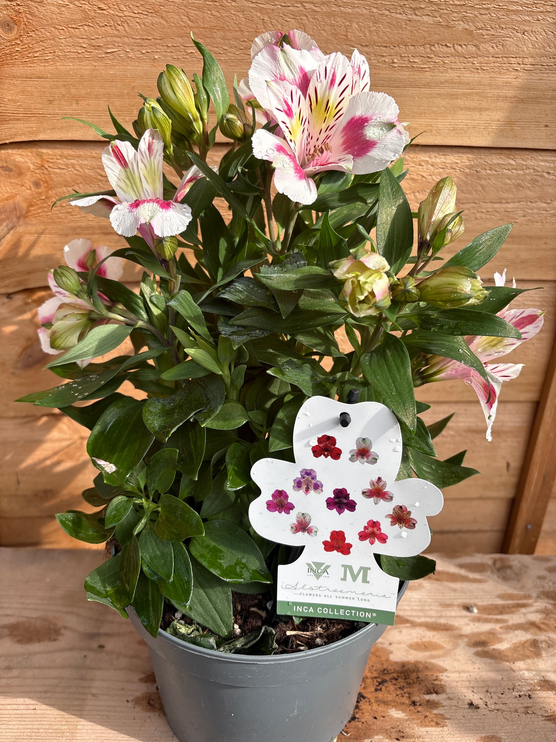 Alstroemeria