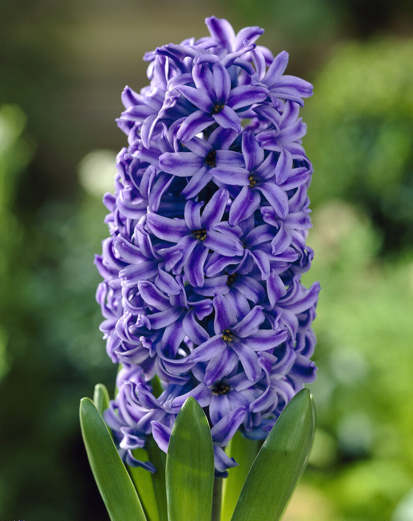 Hyacinth Bulbs