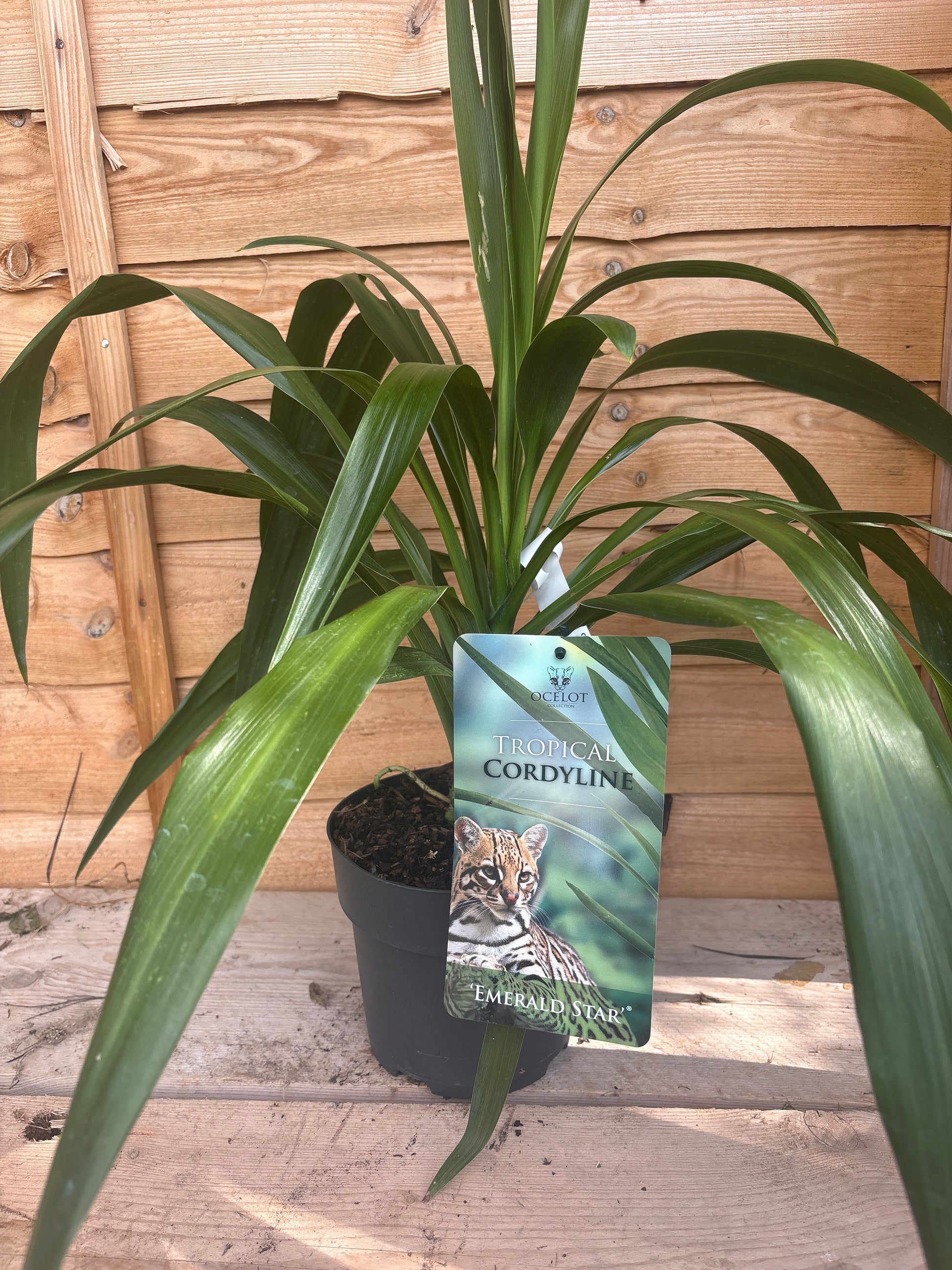Cordyline ‘Emerald Star’