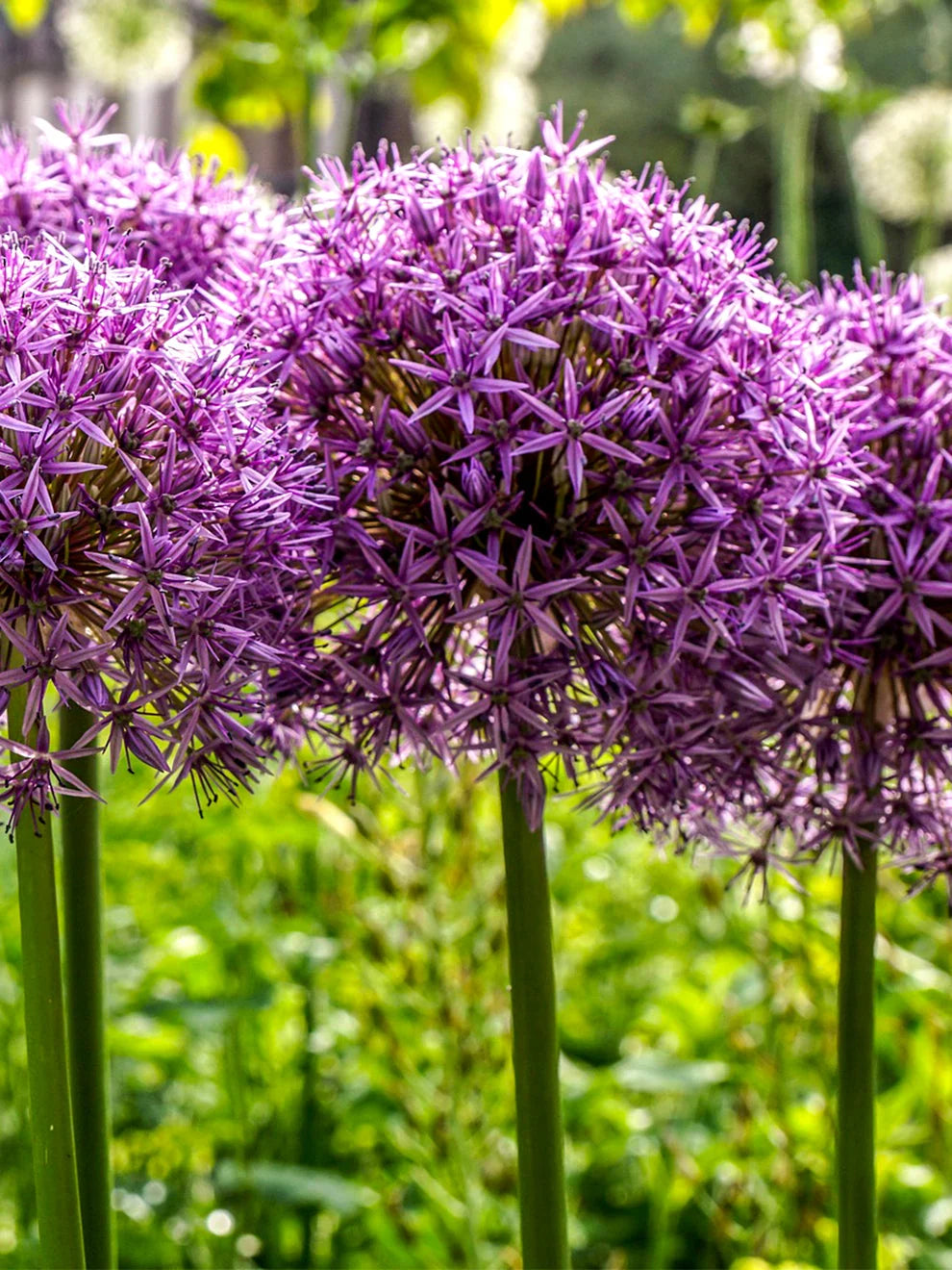 Allium Bulbs