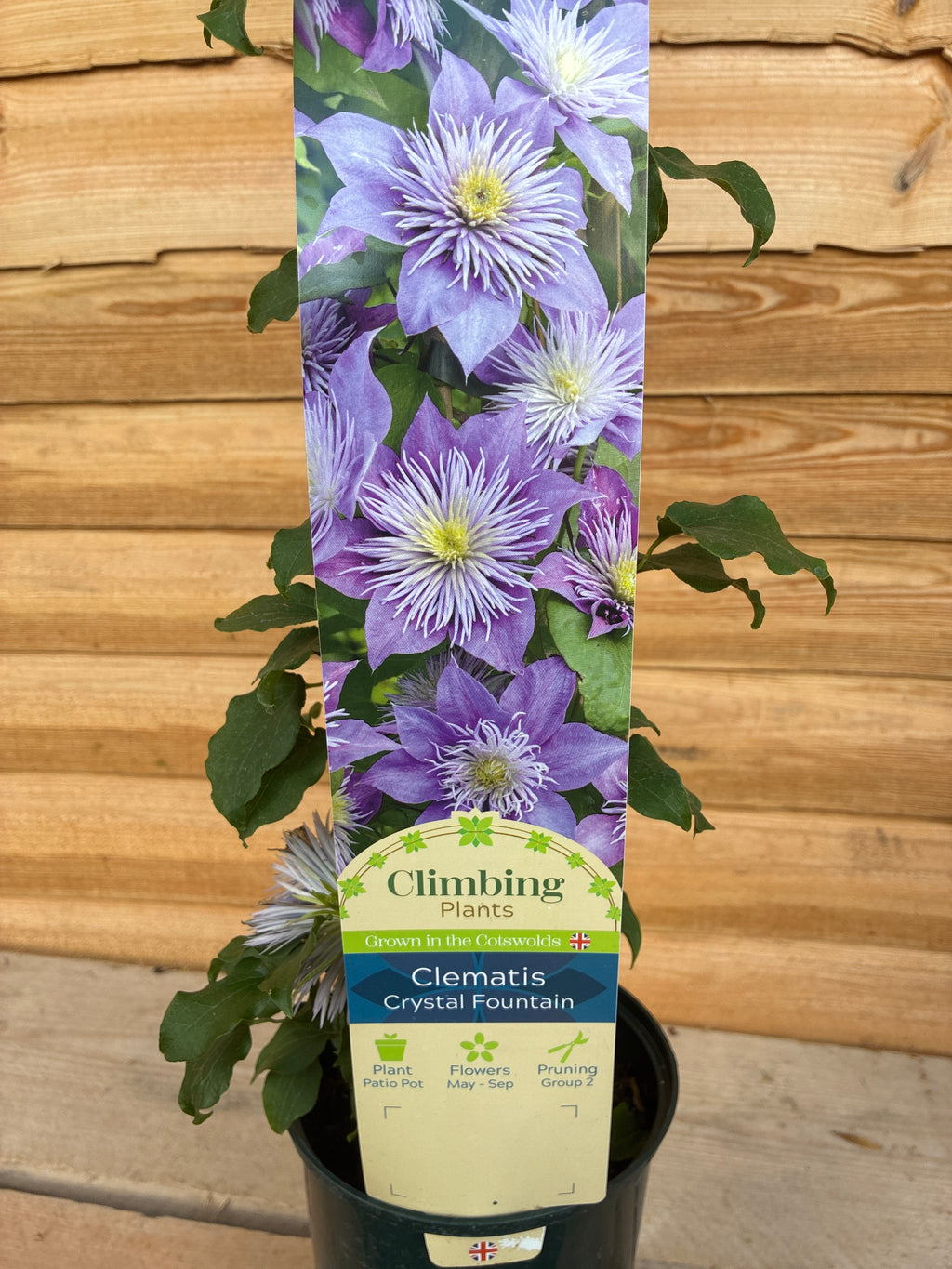 Clematis Crystal Fountain