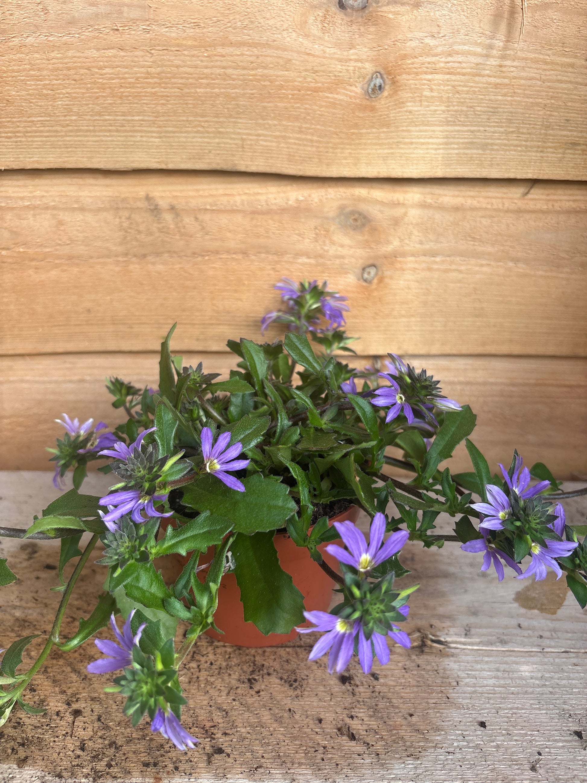 Scaevola