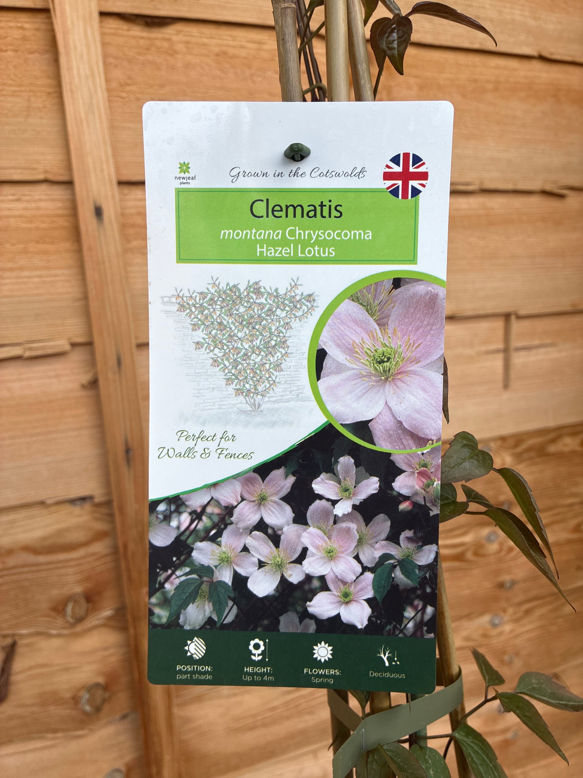 Clematis montana Chrysocoma Hazel Lotus