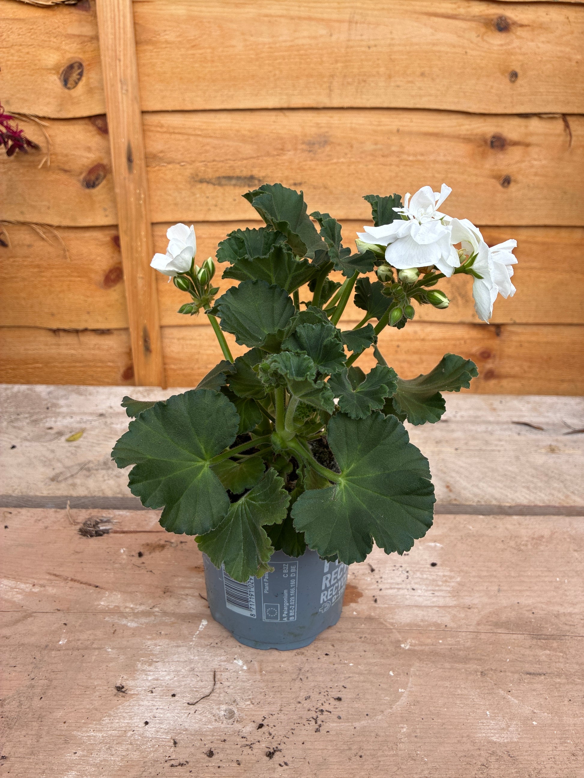 Geranium White
