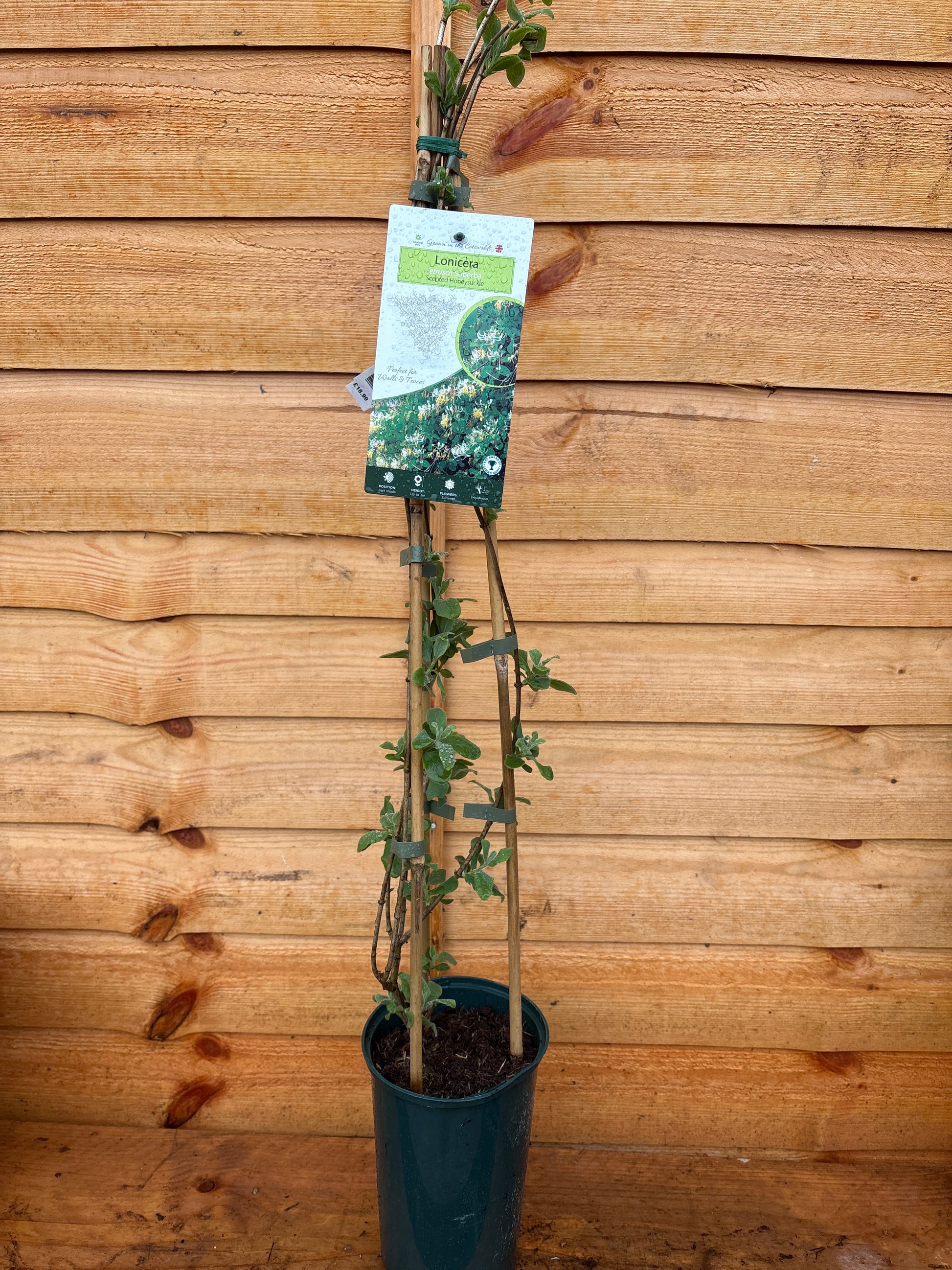 Lonicera ‘Etrusca Superba’