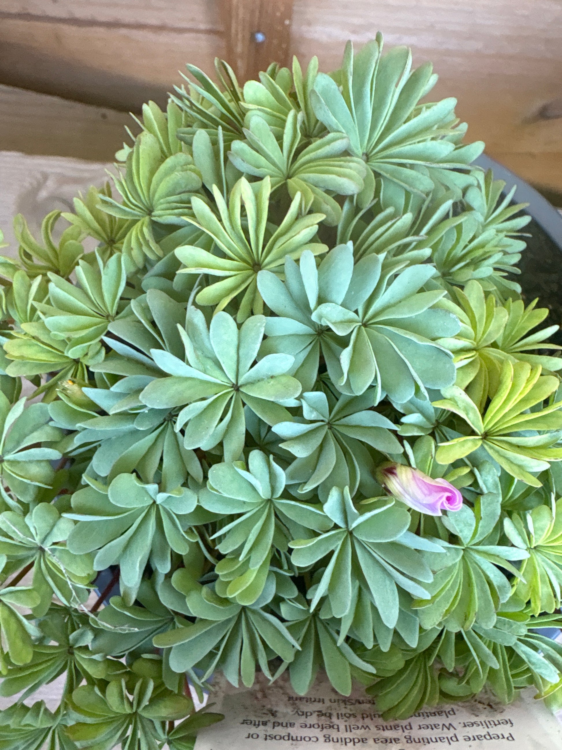 Oxalis Adenophylla