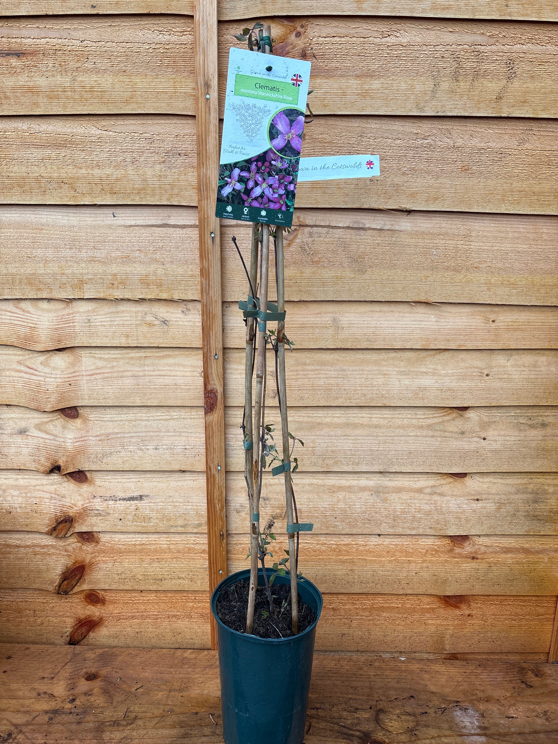 Clematis montana ‘Warwickshire Rose’