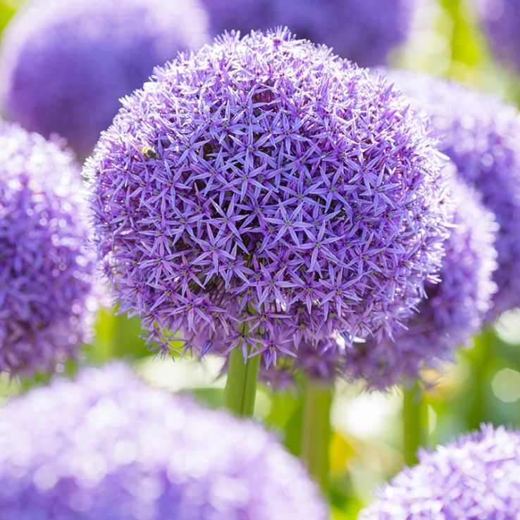Allium Bulbs