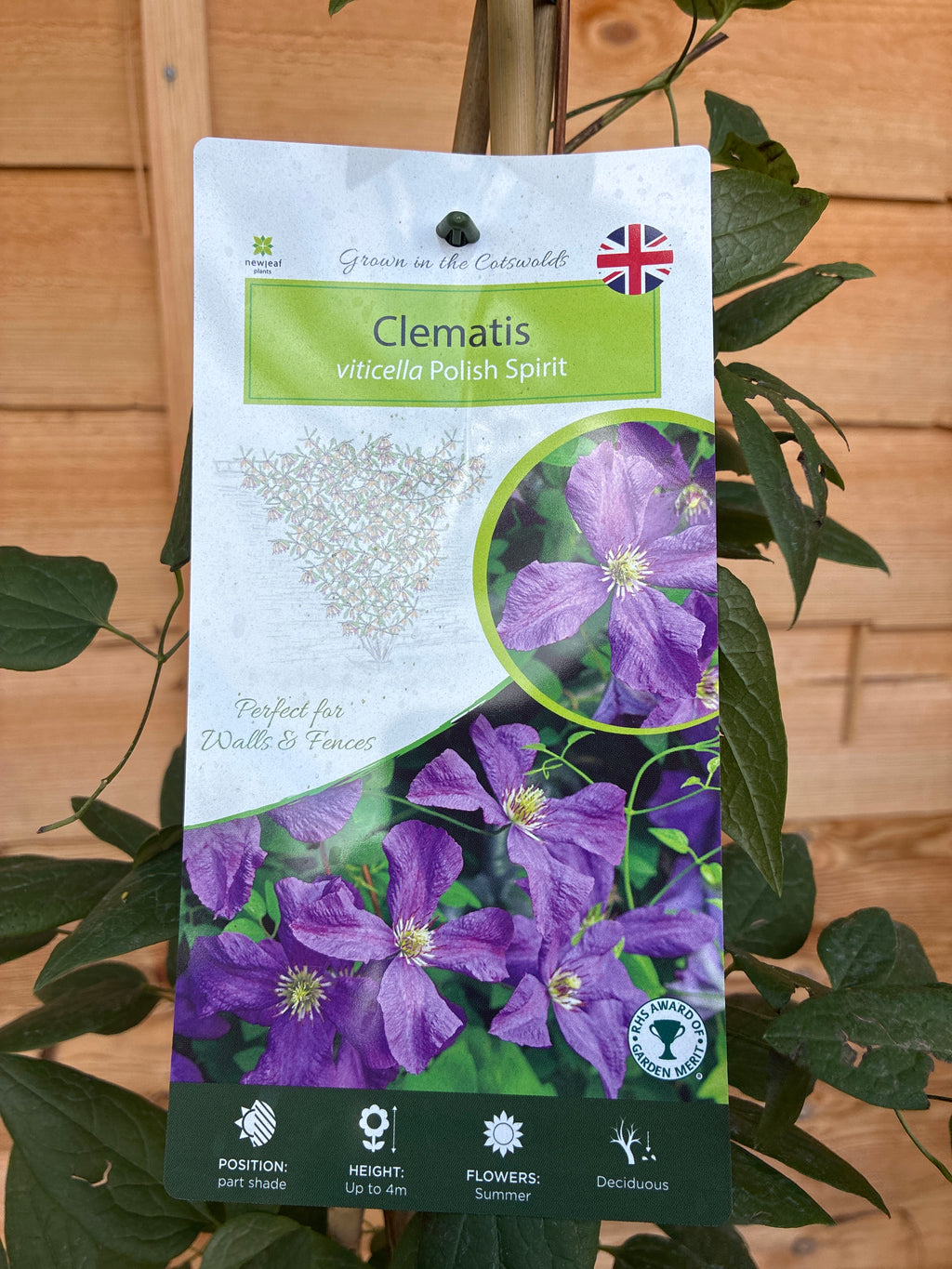 Clematis viticella ‘Polish Spirit’