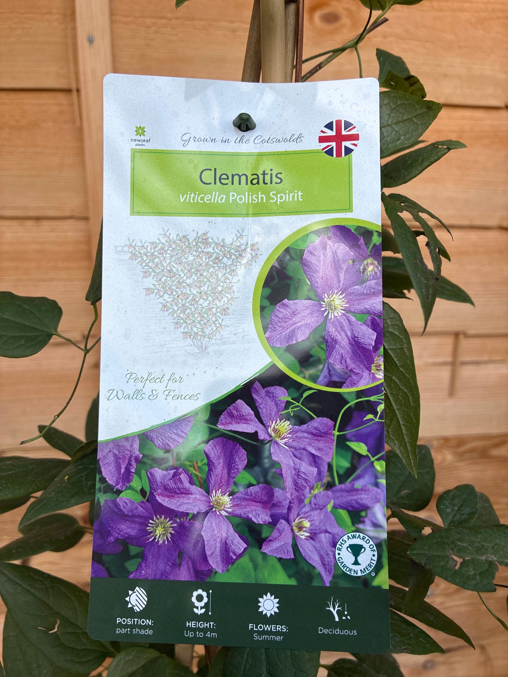 Clematis viticella ‘Polish Spirit’