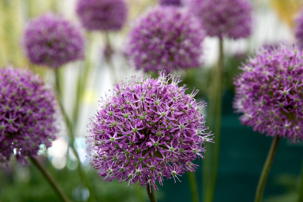 Allium Bulbs