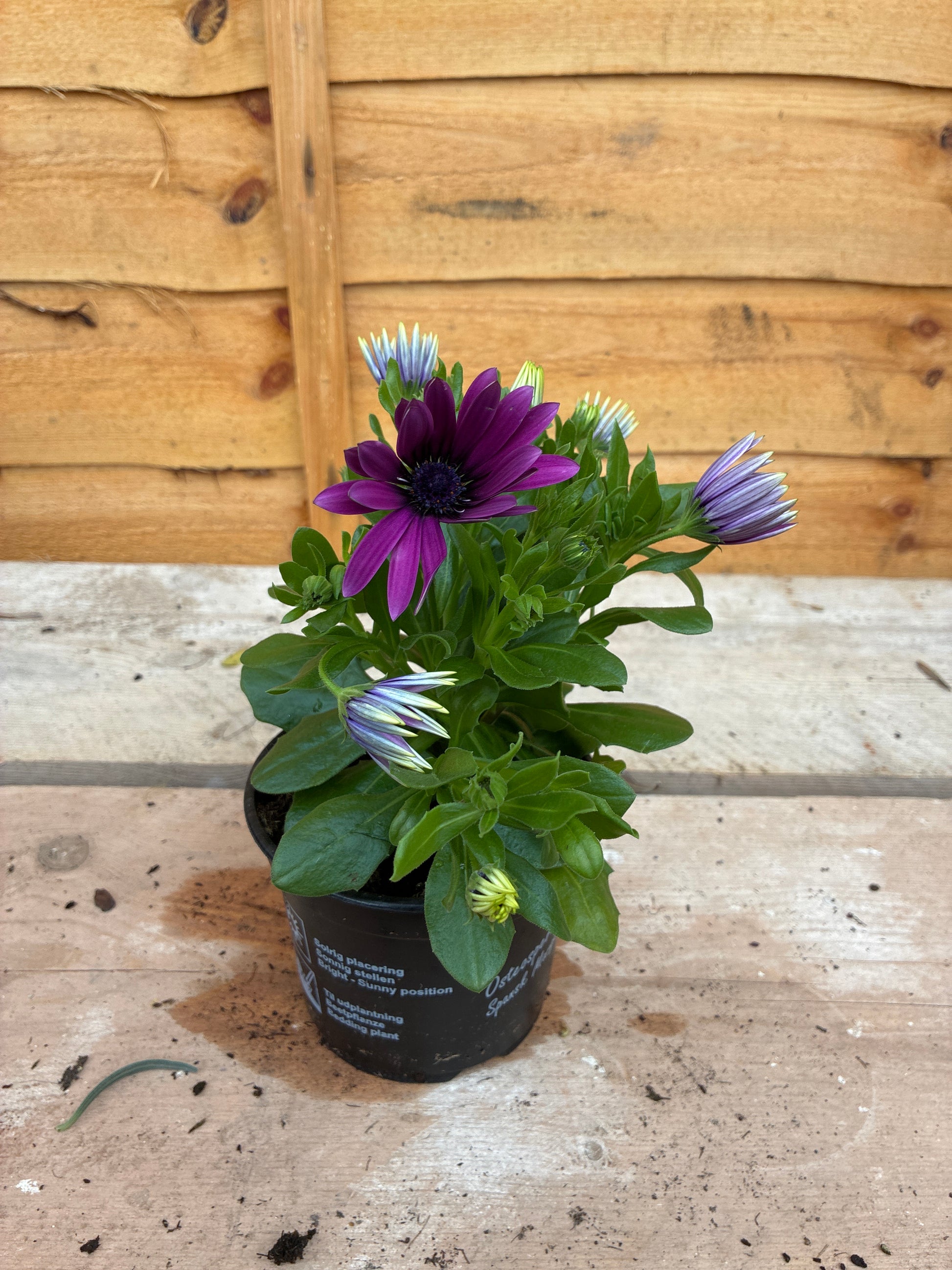 Osteospermum Purple