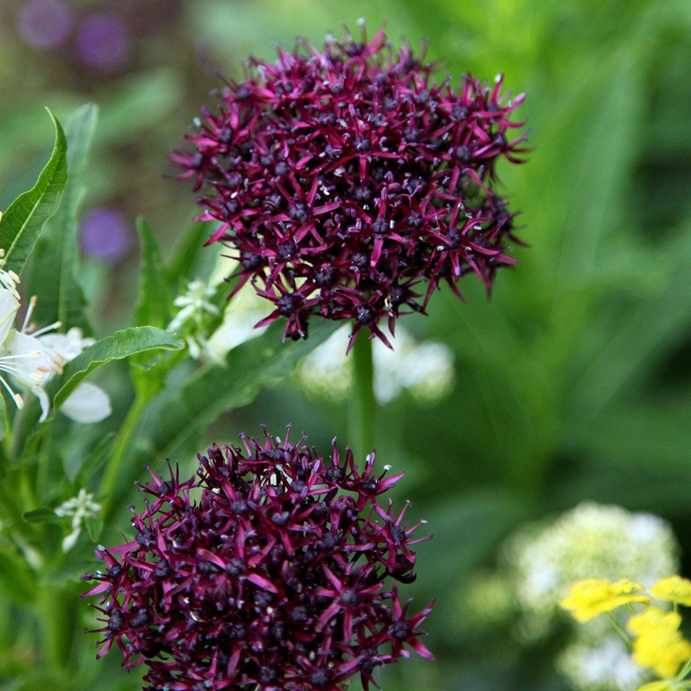 Allium Bulbs