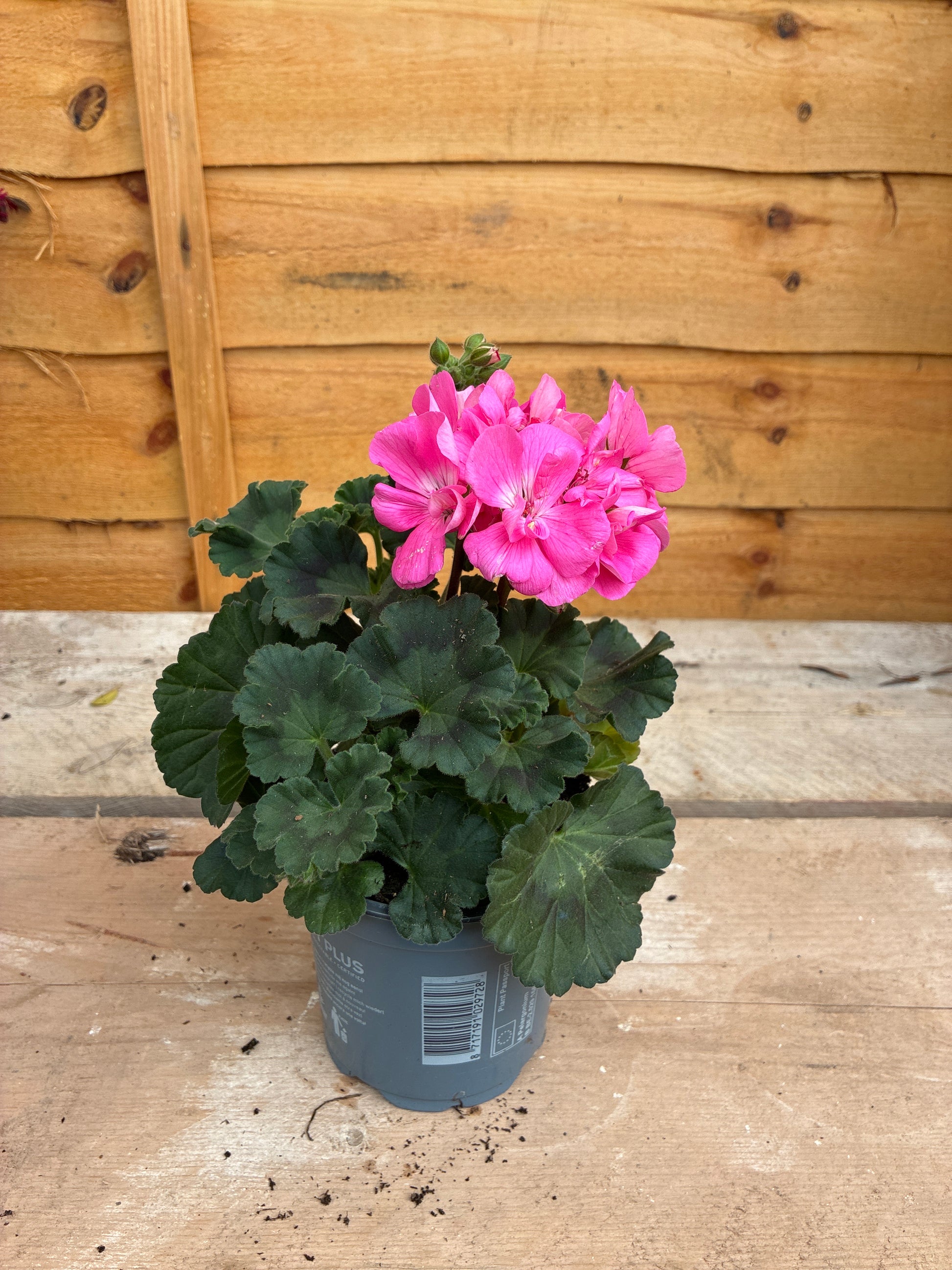 Geranium Pink
