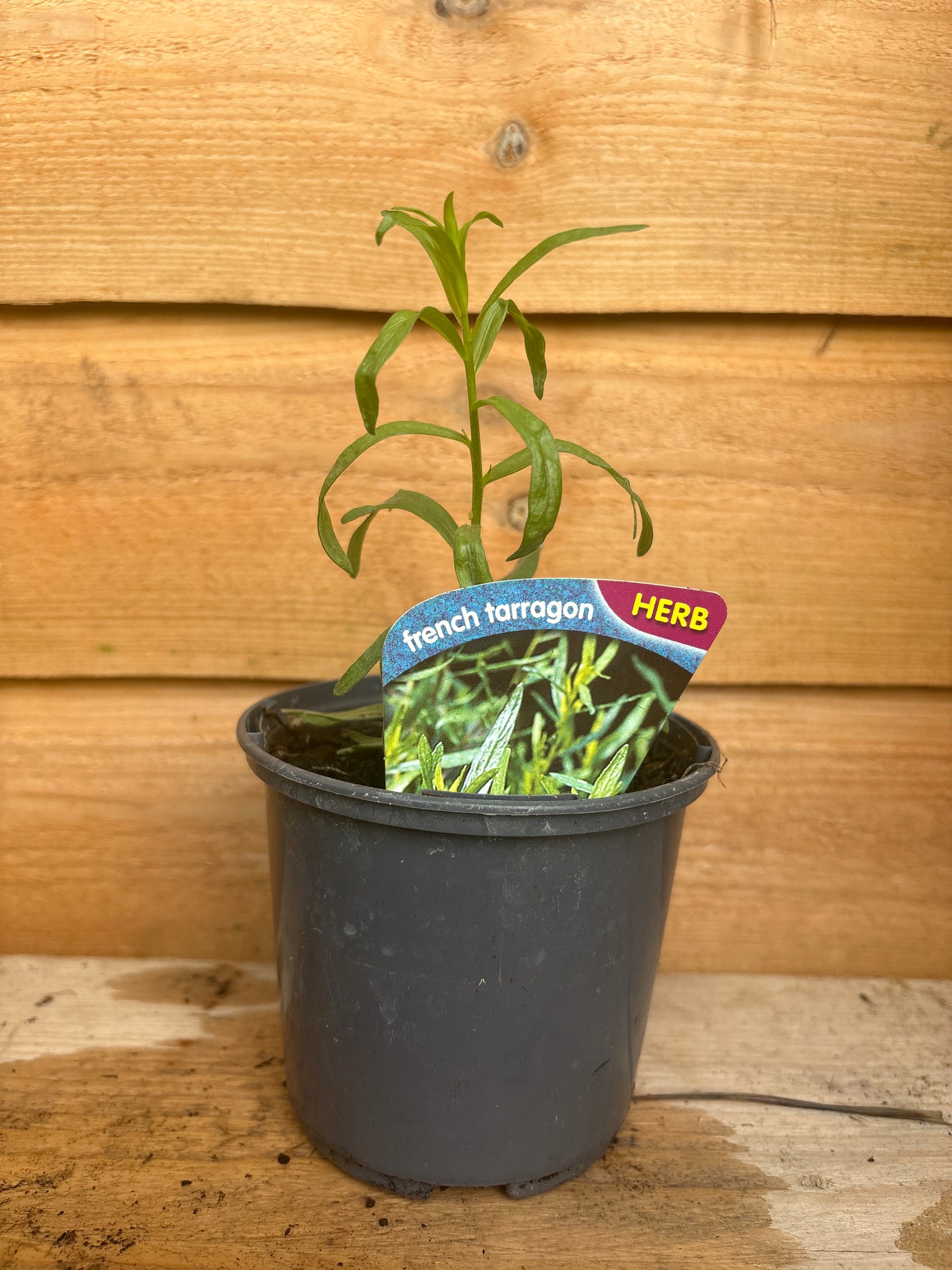 Artemisia dracunculus (French tarragon)
