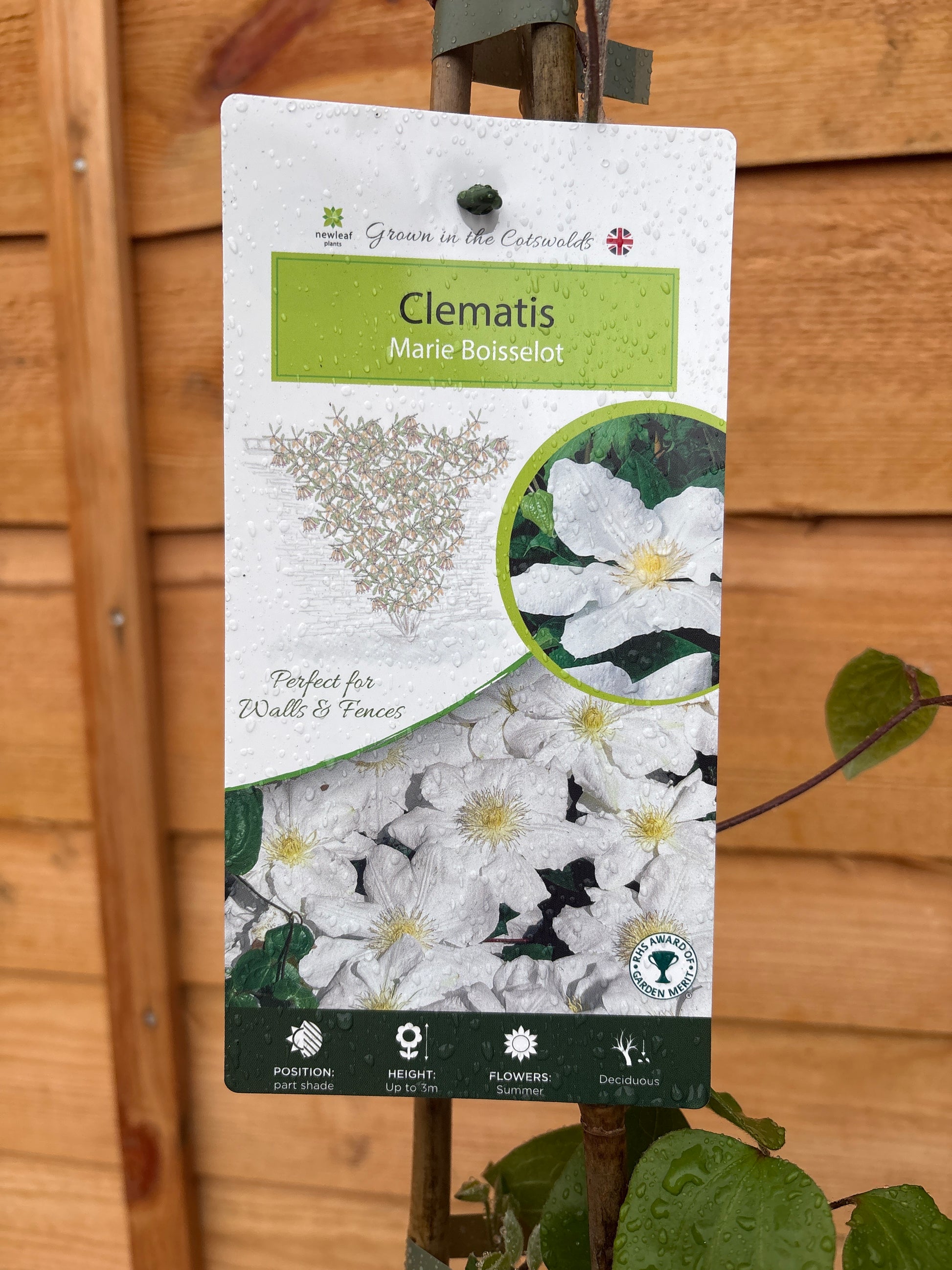 Clematis ‘Marie Boisselot’