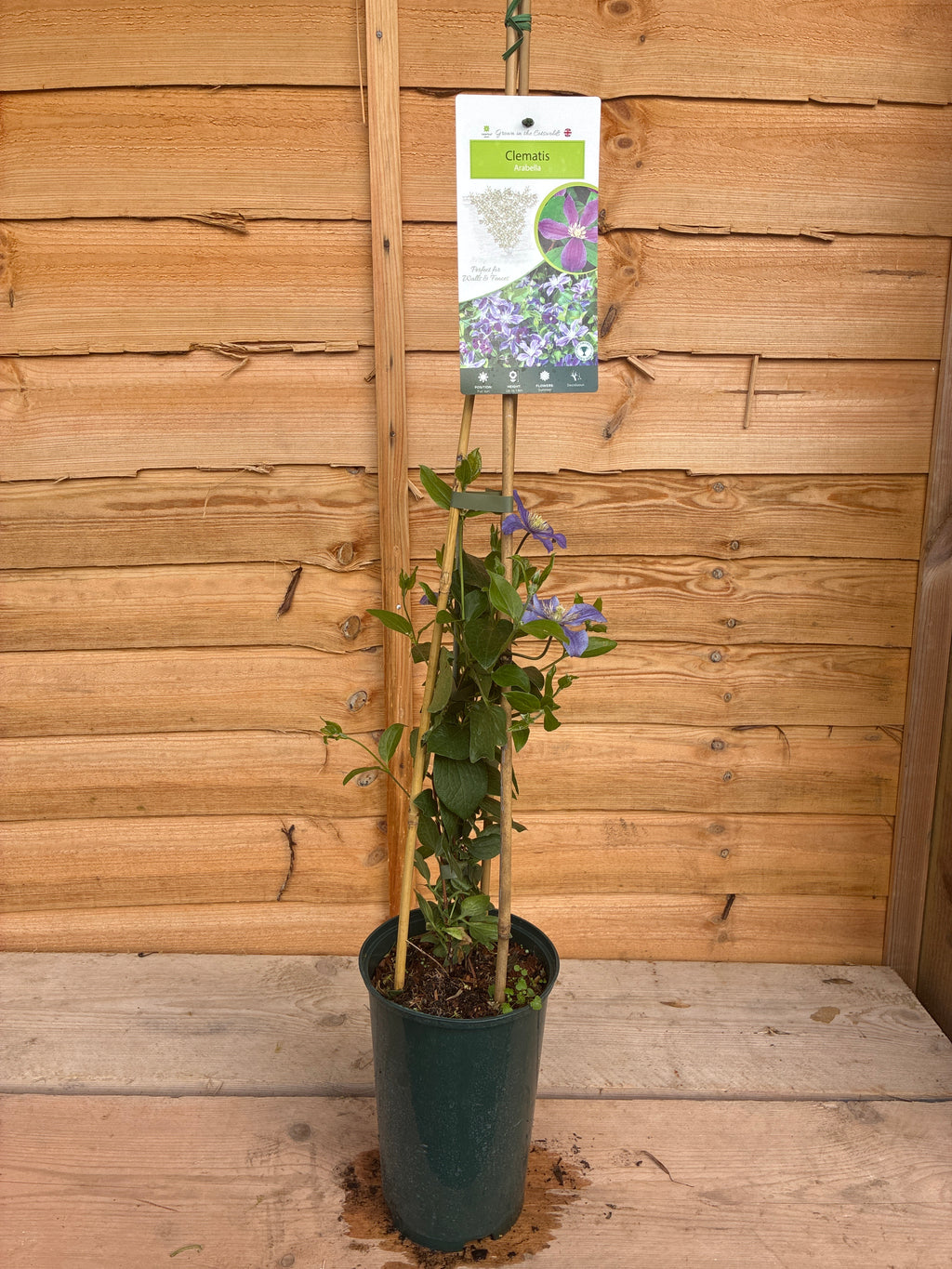 Clematis Arabella