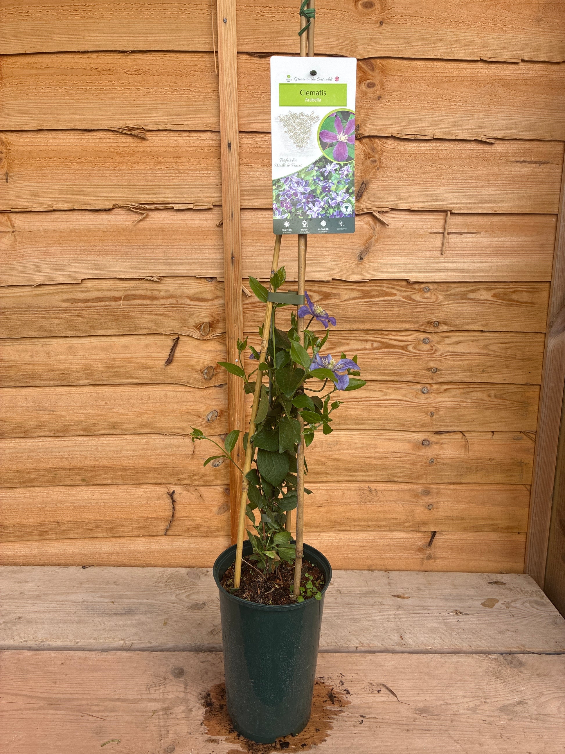 Clematis Arabella