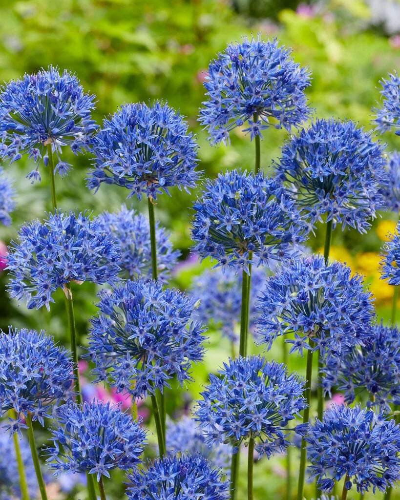 Allium Bulbs
