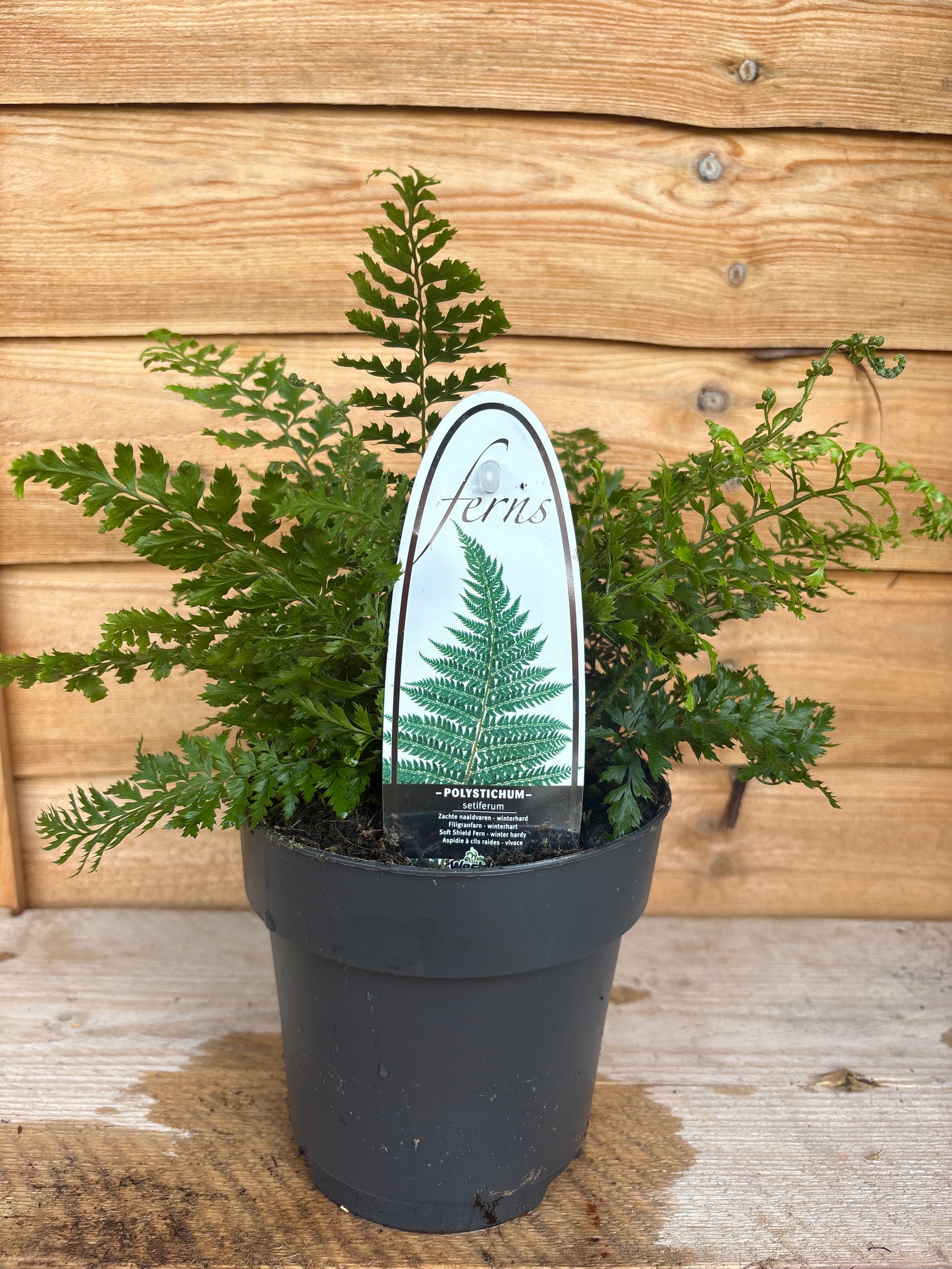 Polystichum setiferum