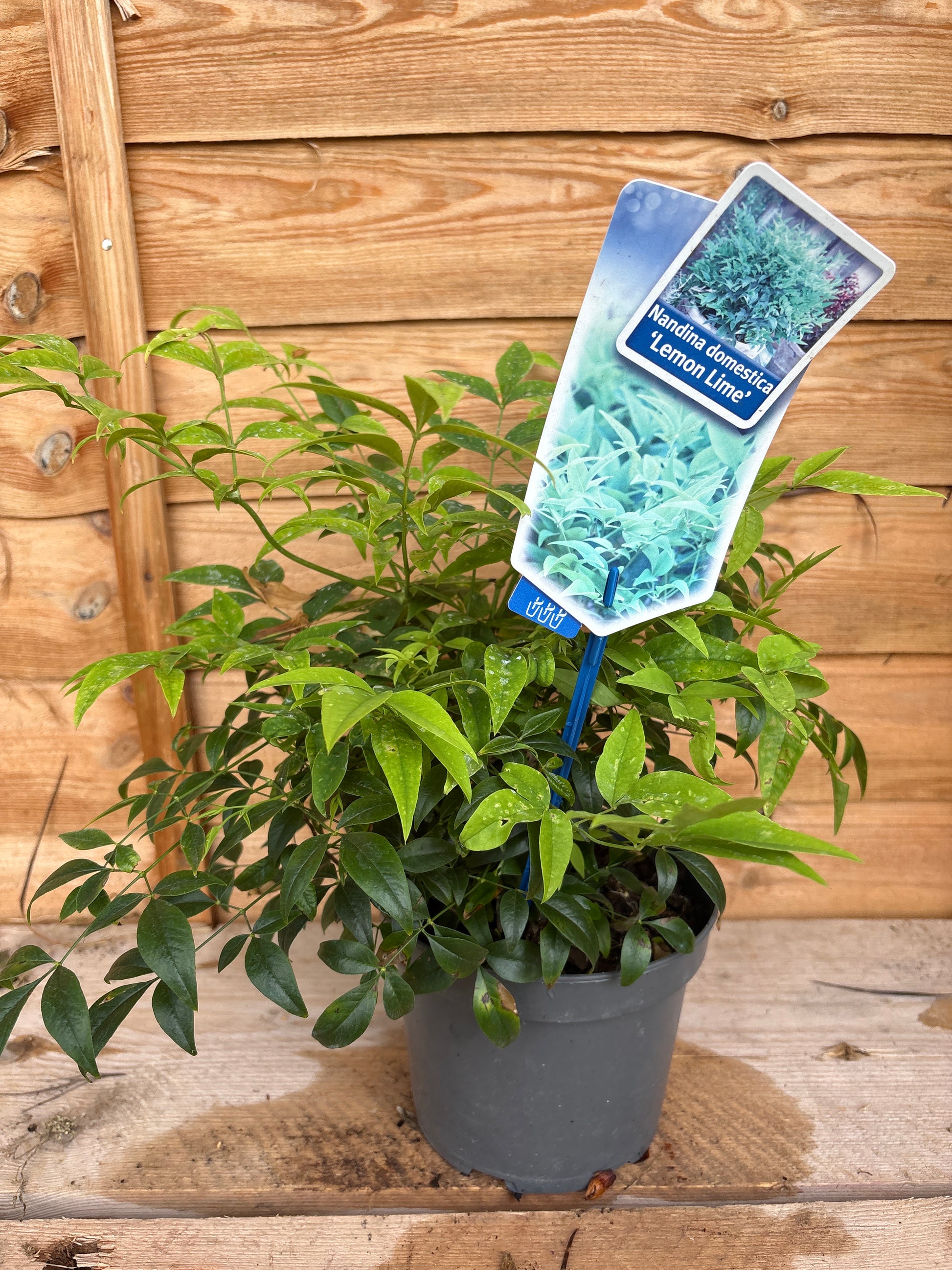 Nandina Domestica ‘Lemon & Lime’