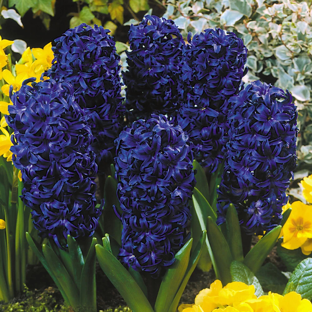 Hyacinth Bulbs