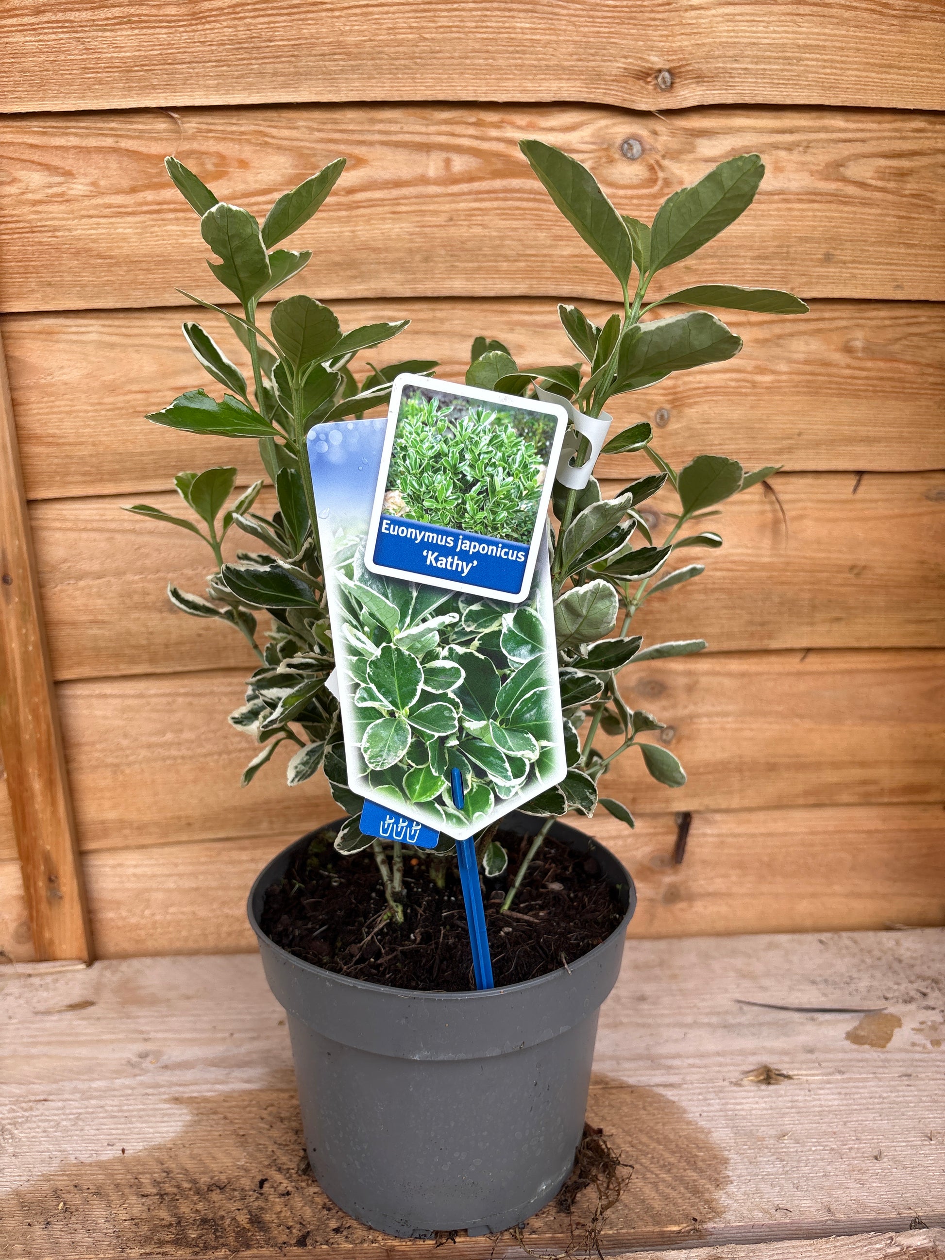 Euonymus ‘Kathy’