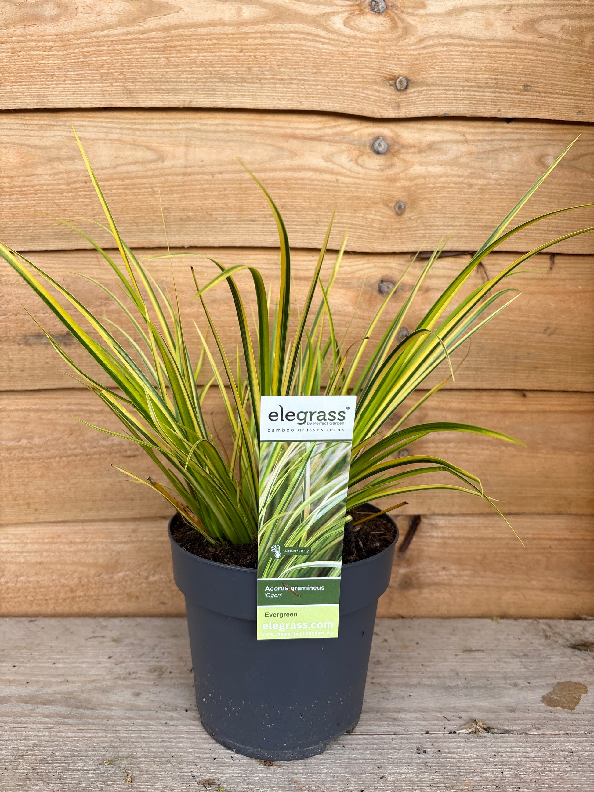 Acorus Gramineus 'Ogon’