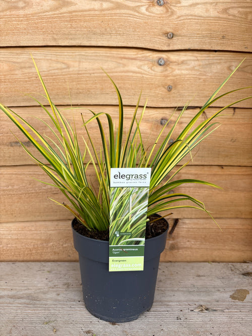 Acorus Gramineus 'Ogon’