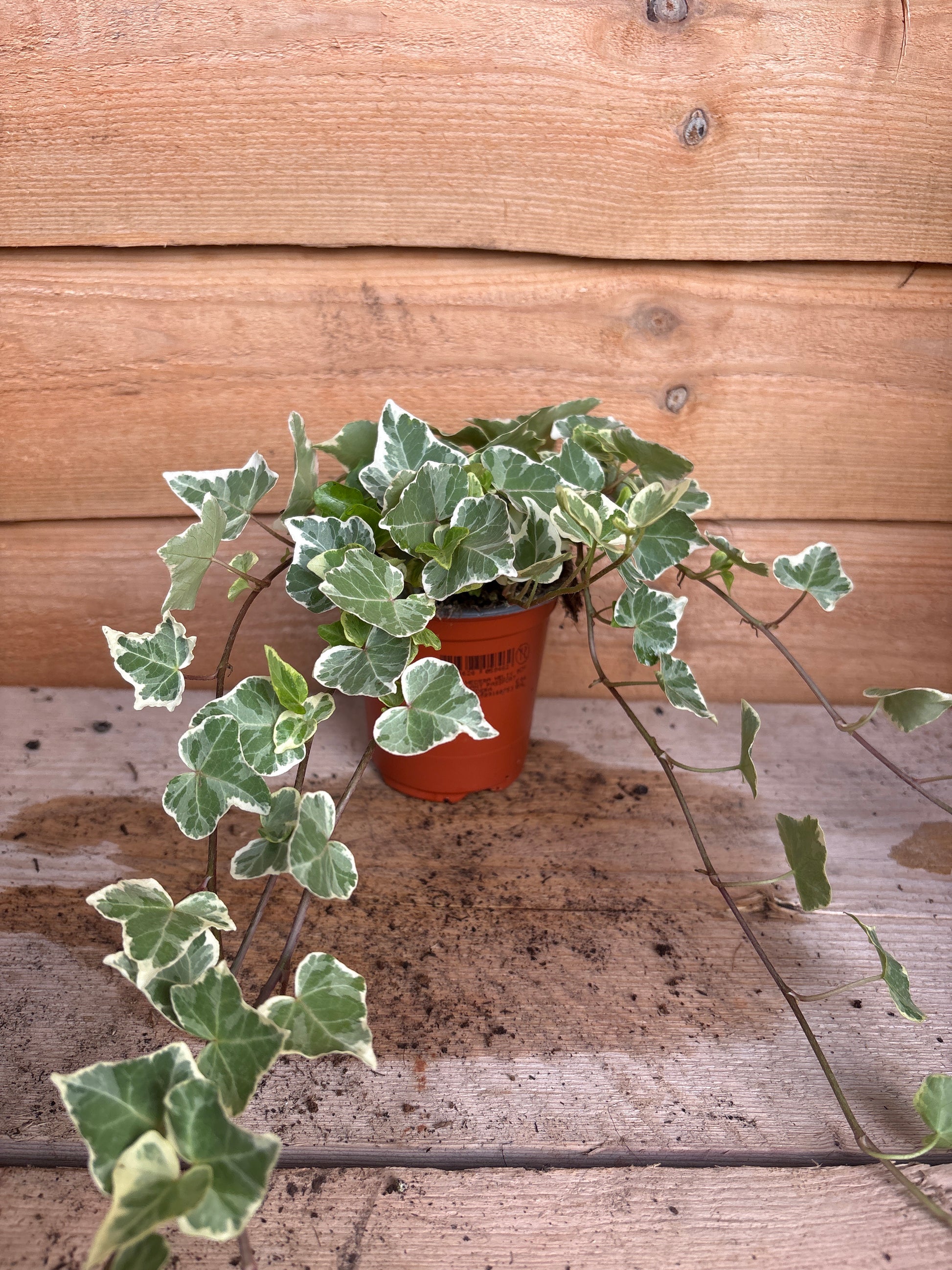 Hedera (Ivy)