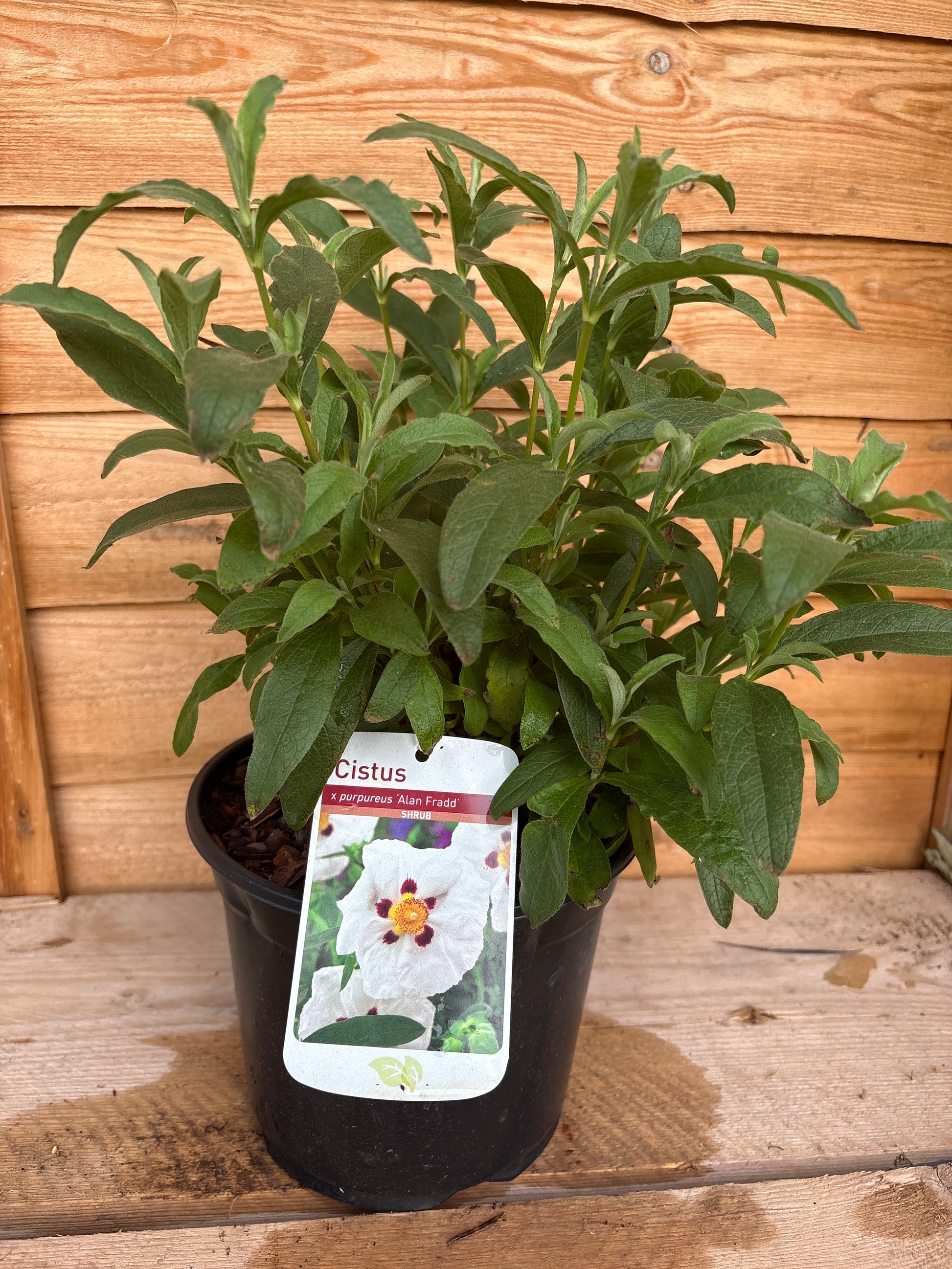 Cistus x purpureus ‘Alan Fradd’