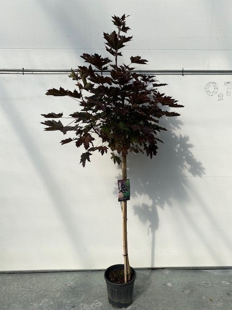Acer Platanoides 'Crimson Sentry'