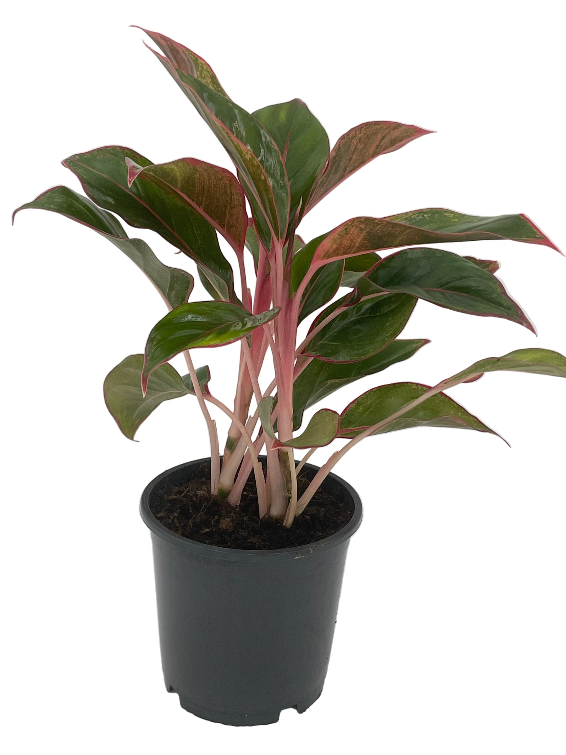 aglaonema siamense Aglaonema Siam Red – Croxted Road Garden Centre