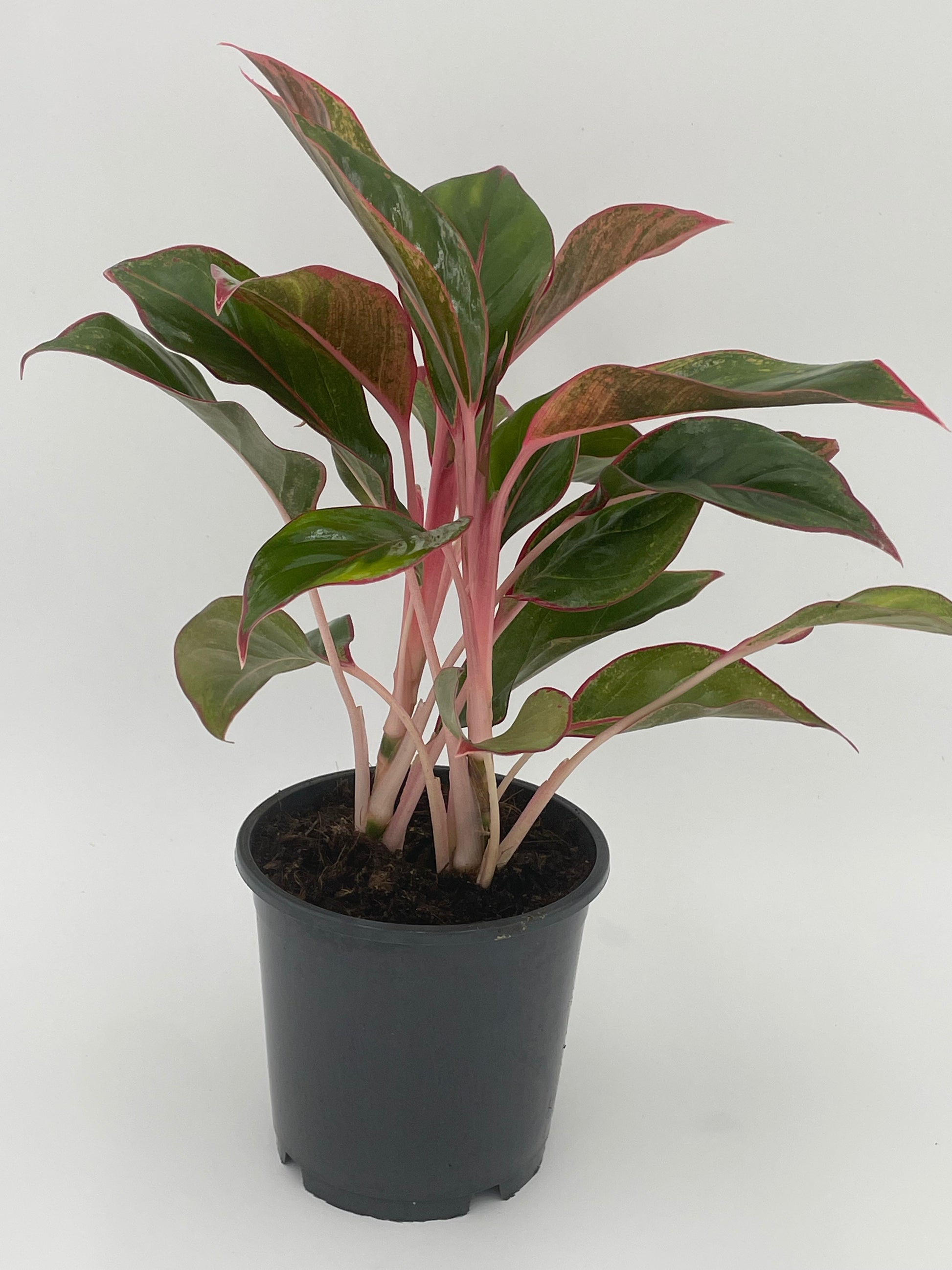 Aglaonema Siam Red