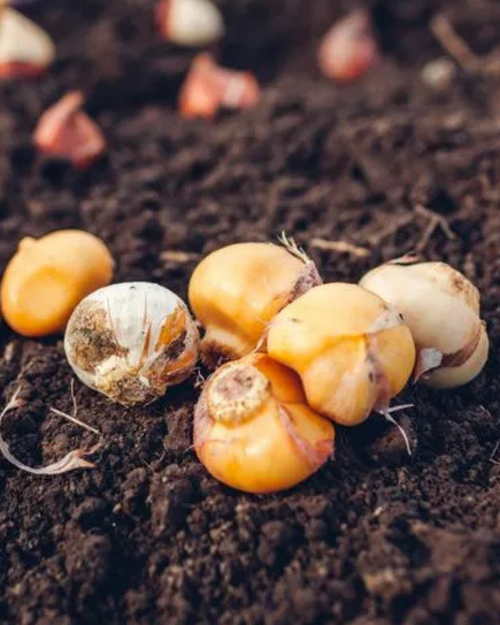 Allium Bulbs