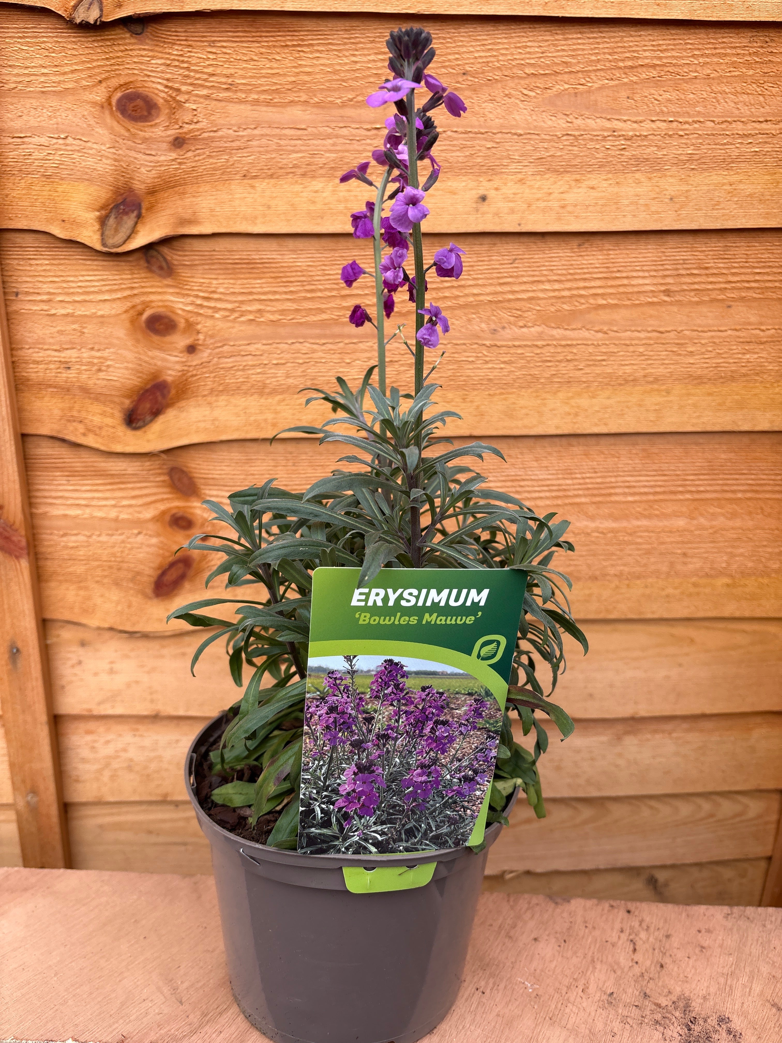 Erysimum ‘Bowles Mauve’