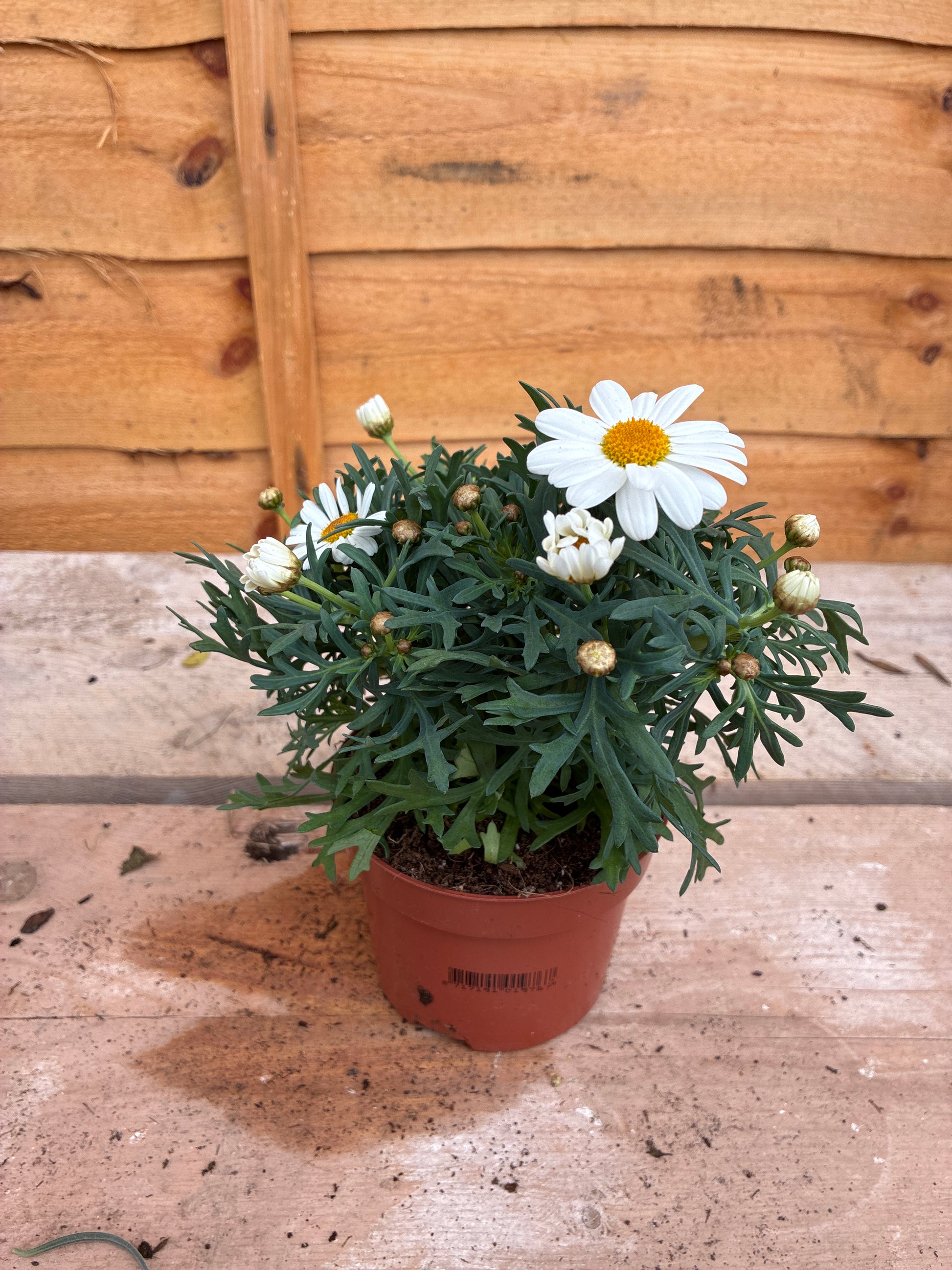 Argyranthemum Frutescens White
