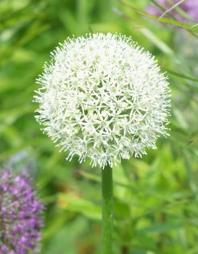 Allium Bulbs