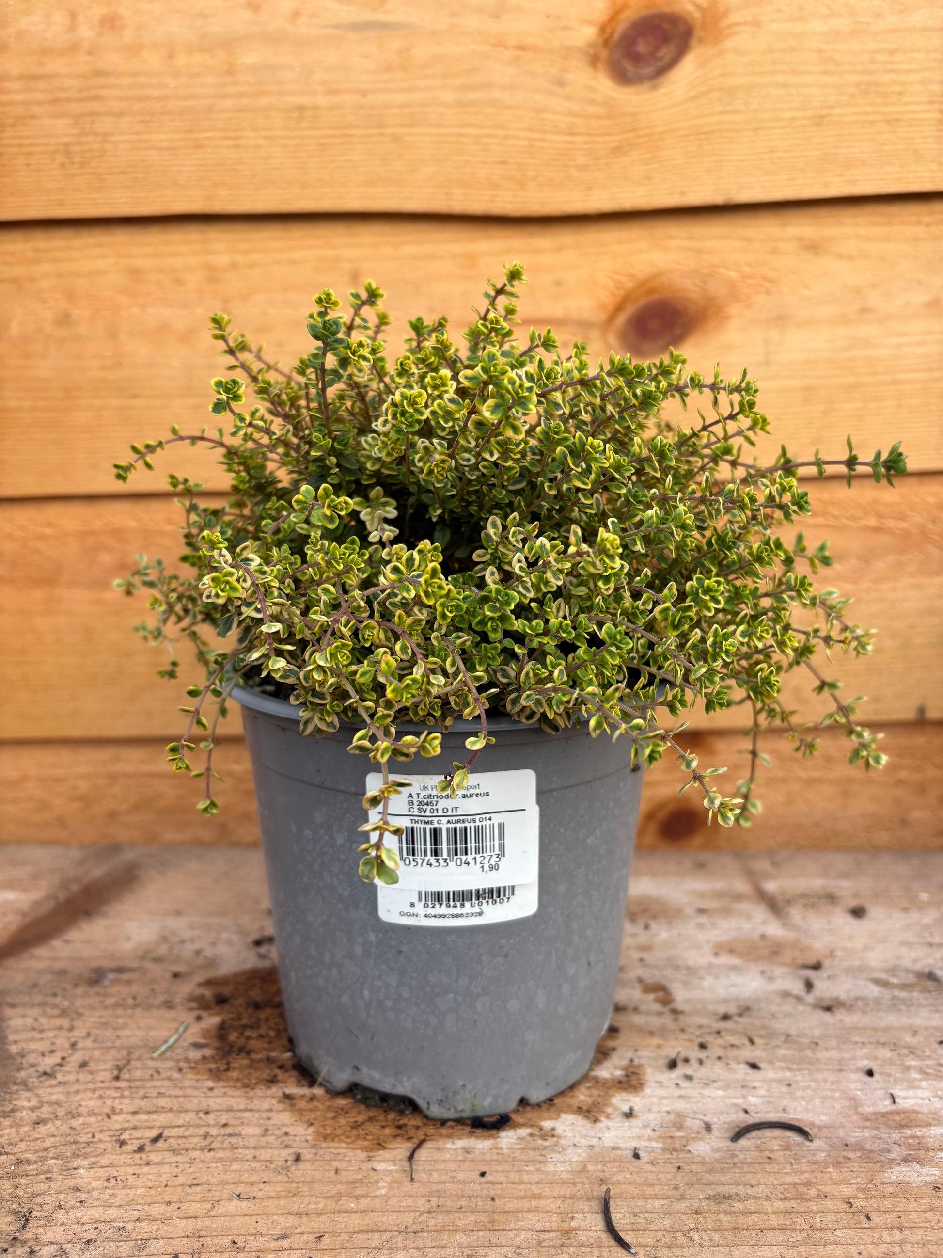 Thymus citriodorus ‘Aureus’