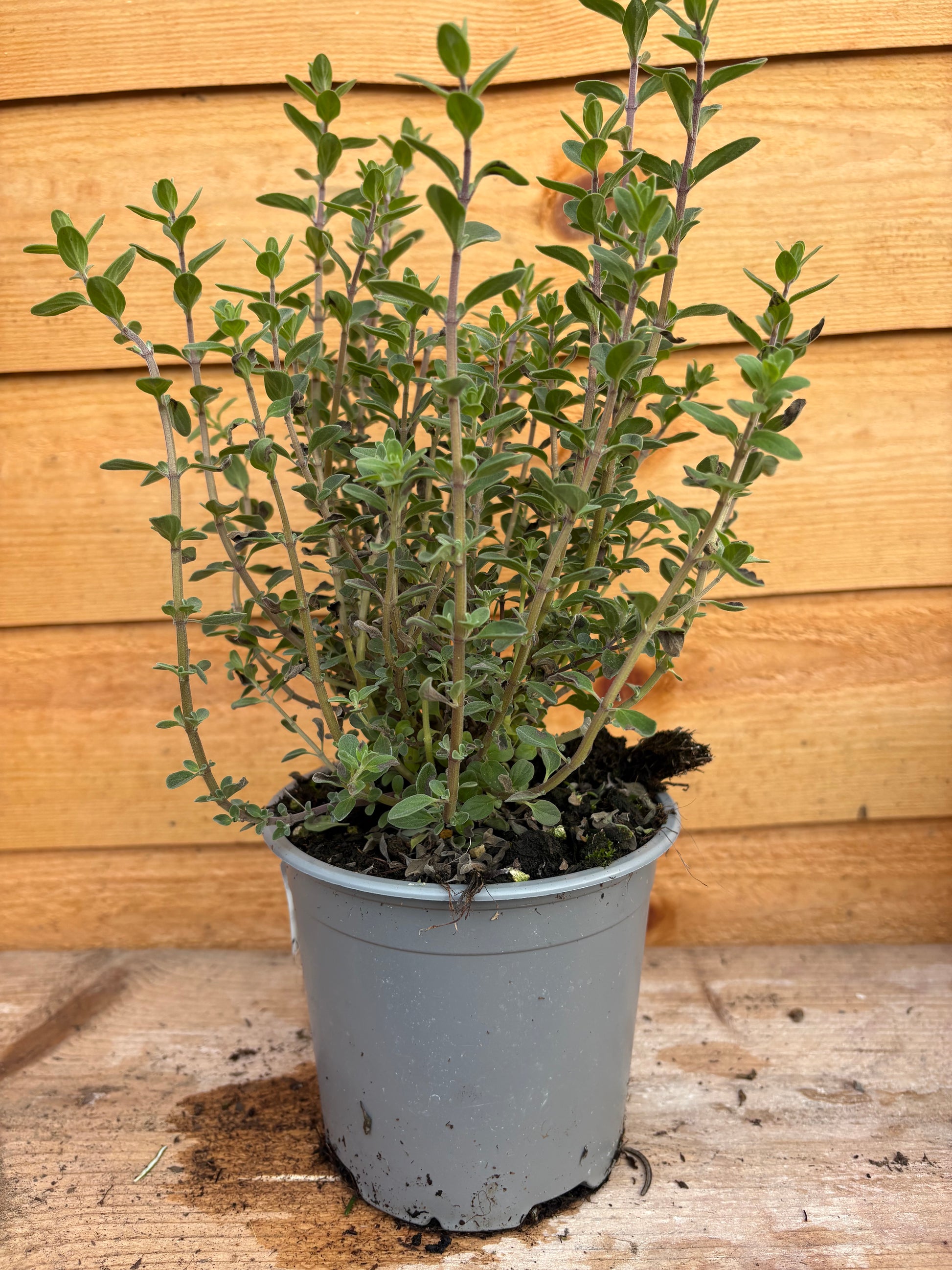 Oregano