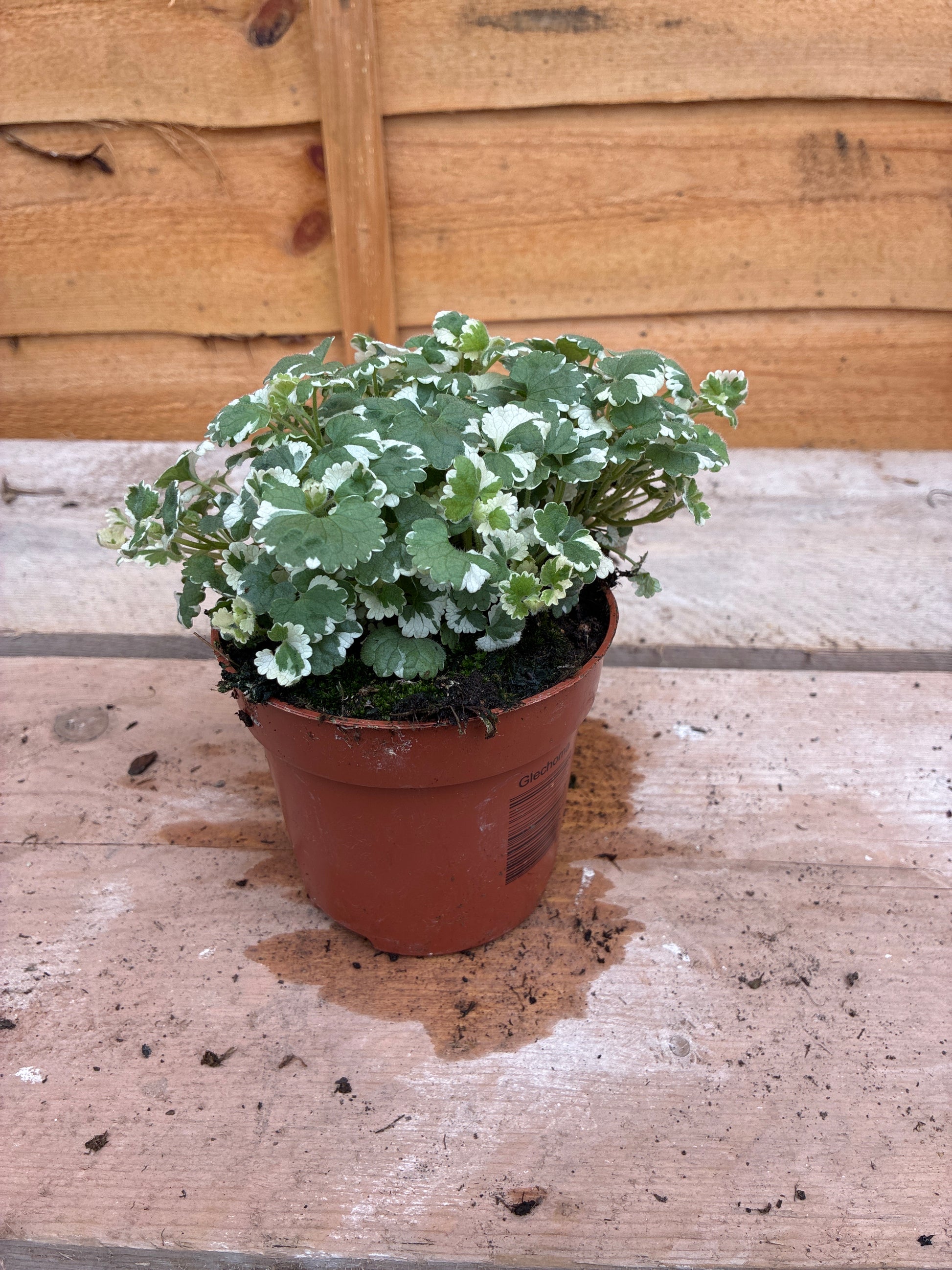 Glechoma hederacea “Nepeta”