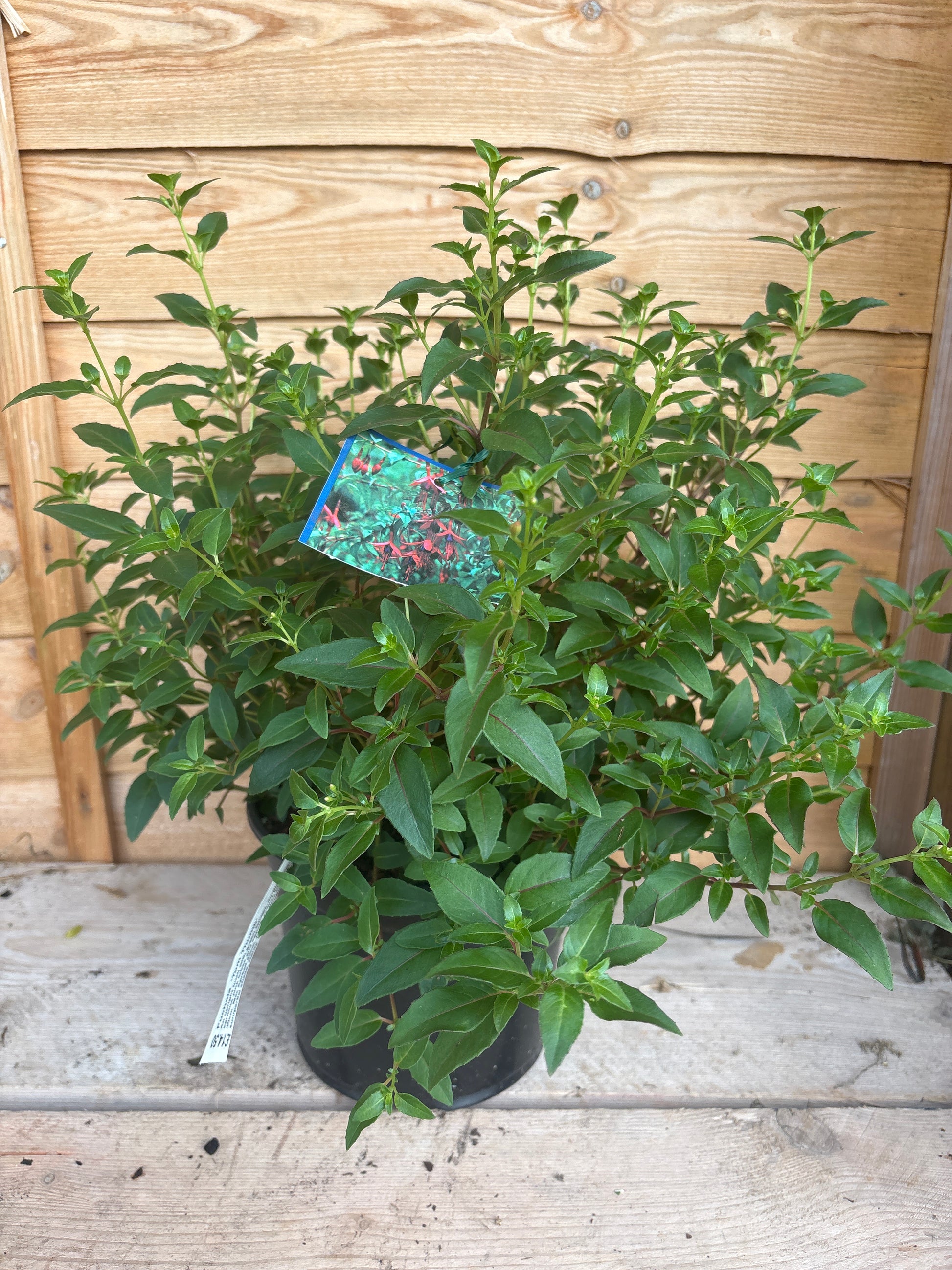 Fuchsia ‘Tom Thumb’