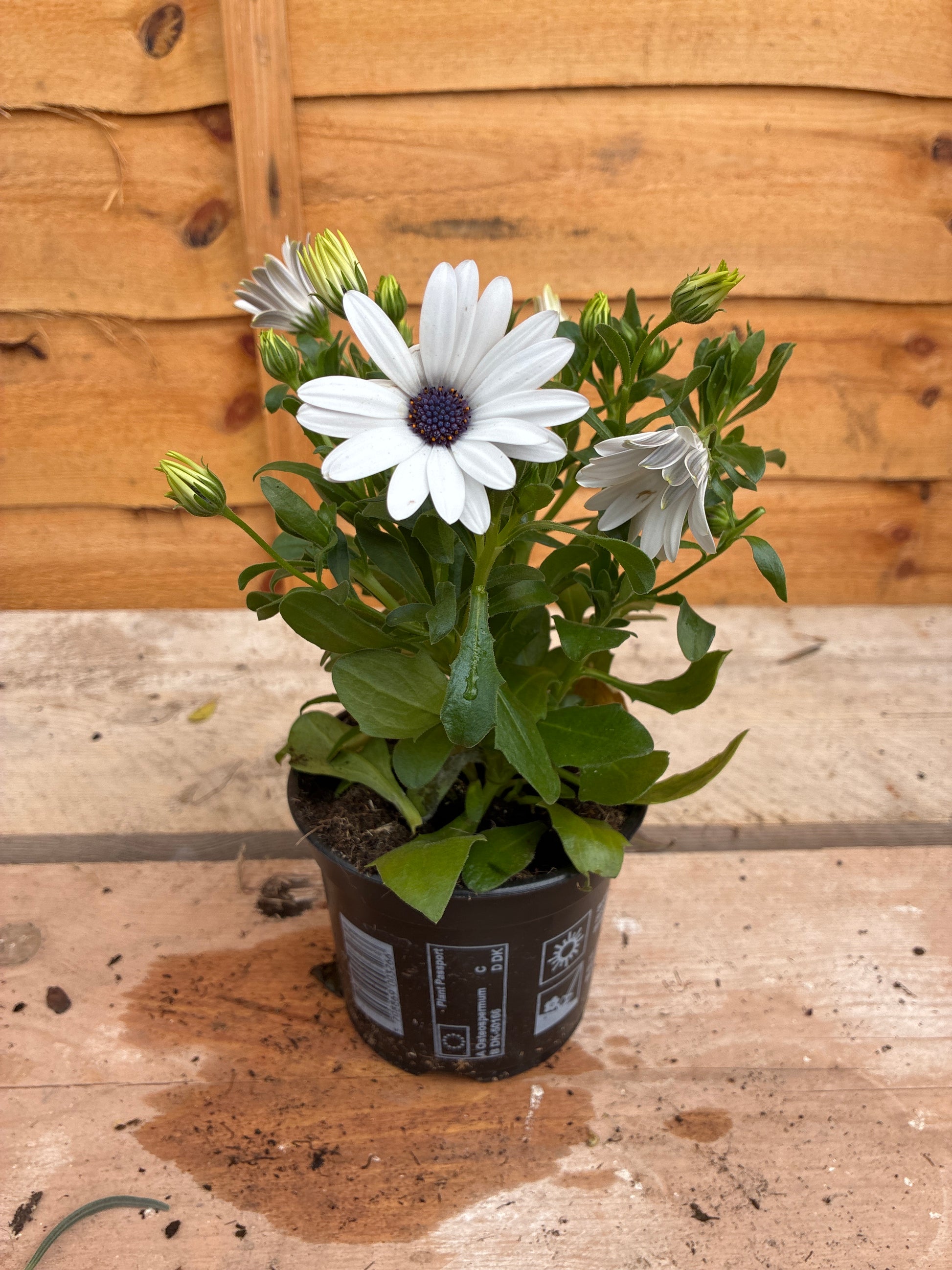 Osteospermum White