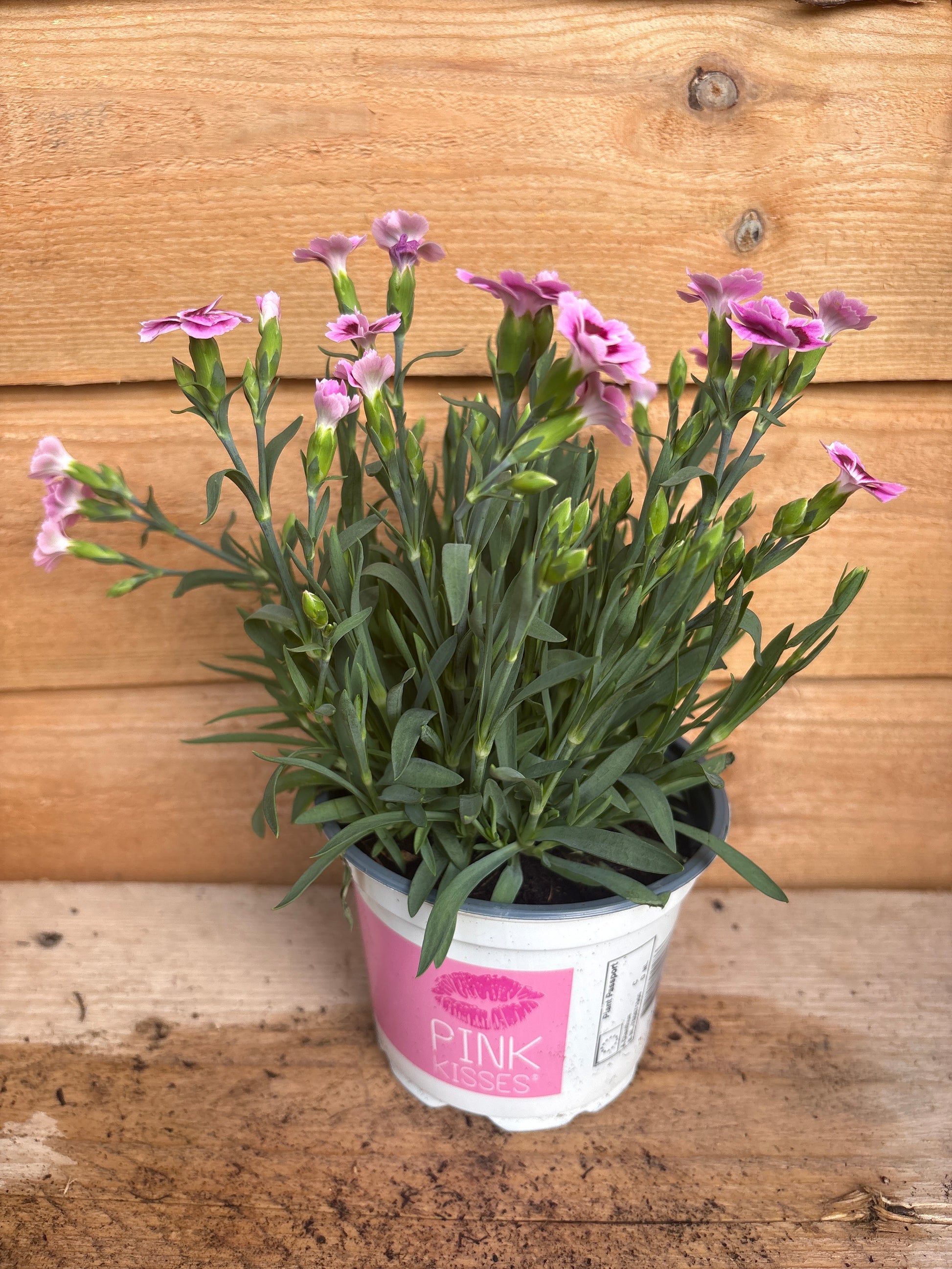 Dianthus pink kisses