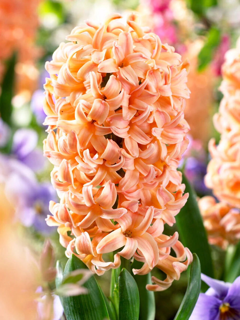 Hyacinth Bulbs