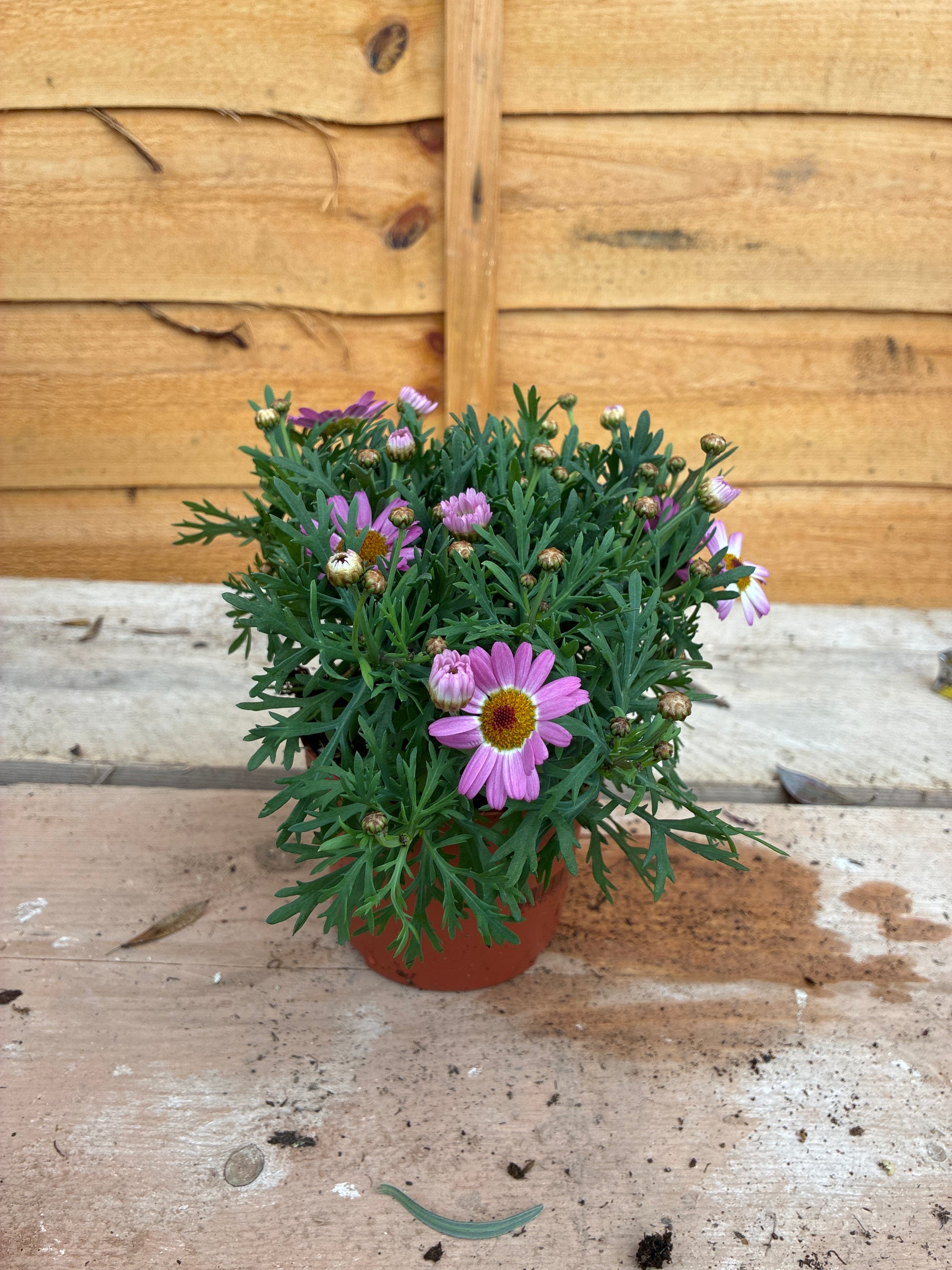 Argyranthemum frutescens Pink