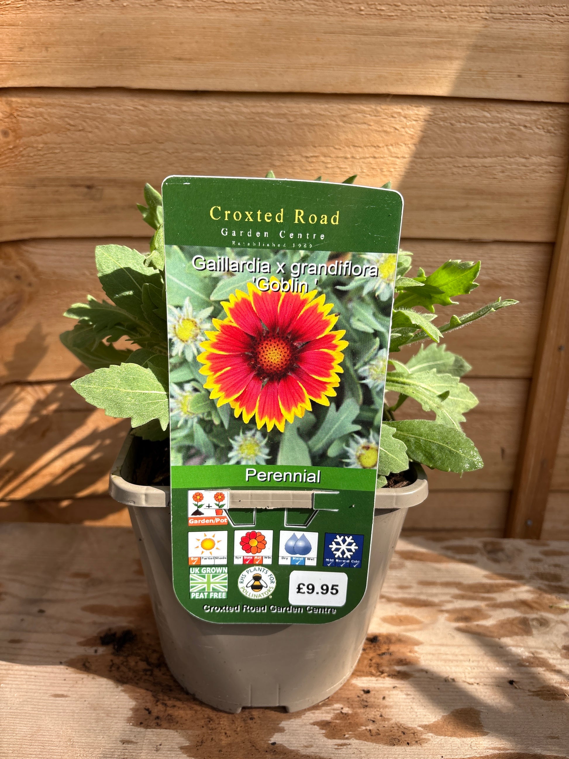 Gaillardia x grandiflora ‘Goblin’