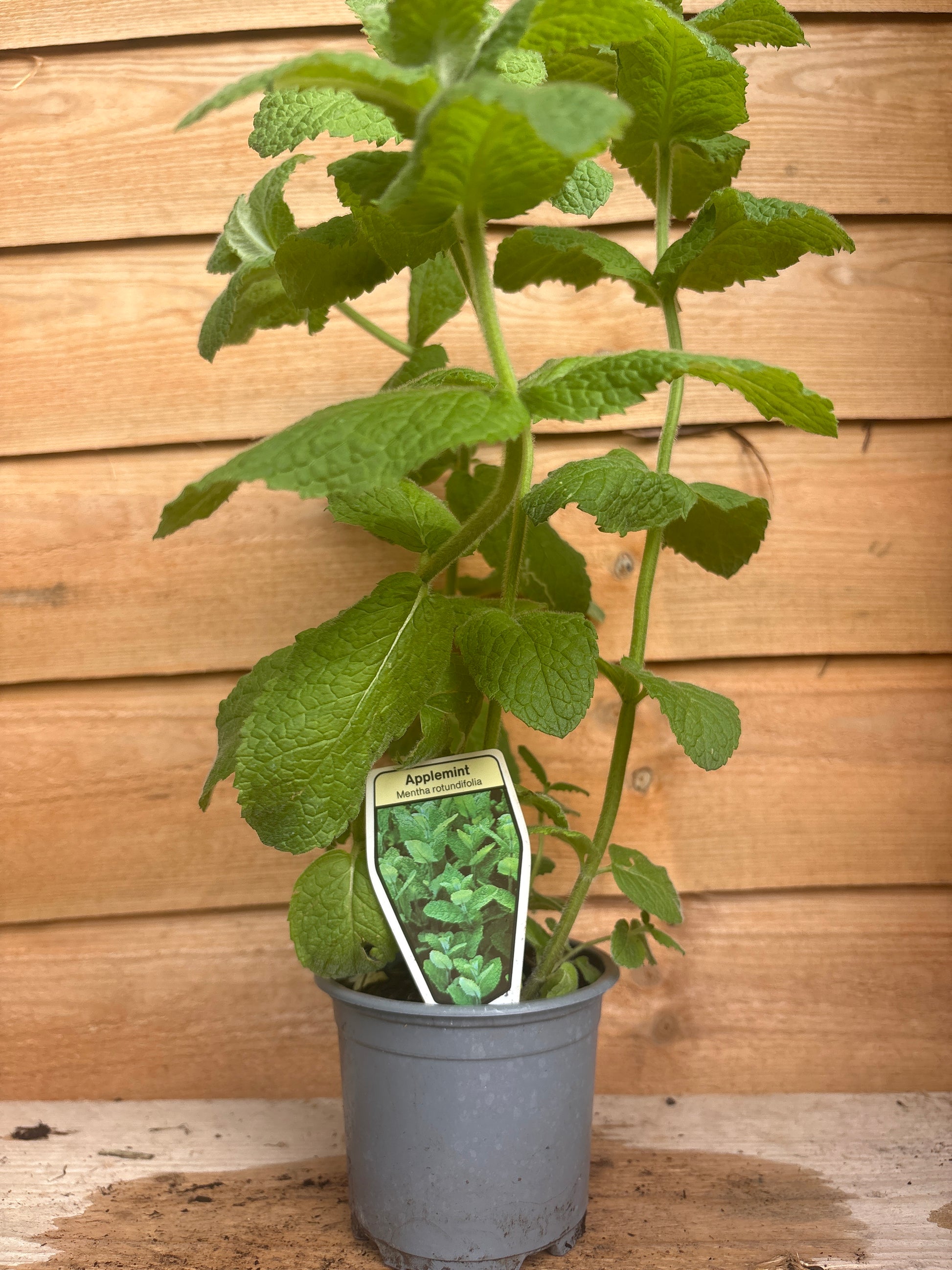 Apple Mint