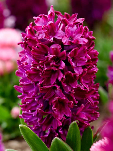 Hyacinth Bulbs