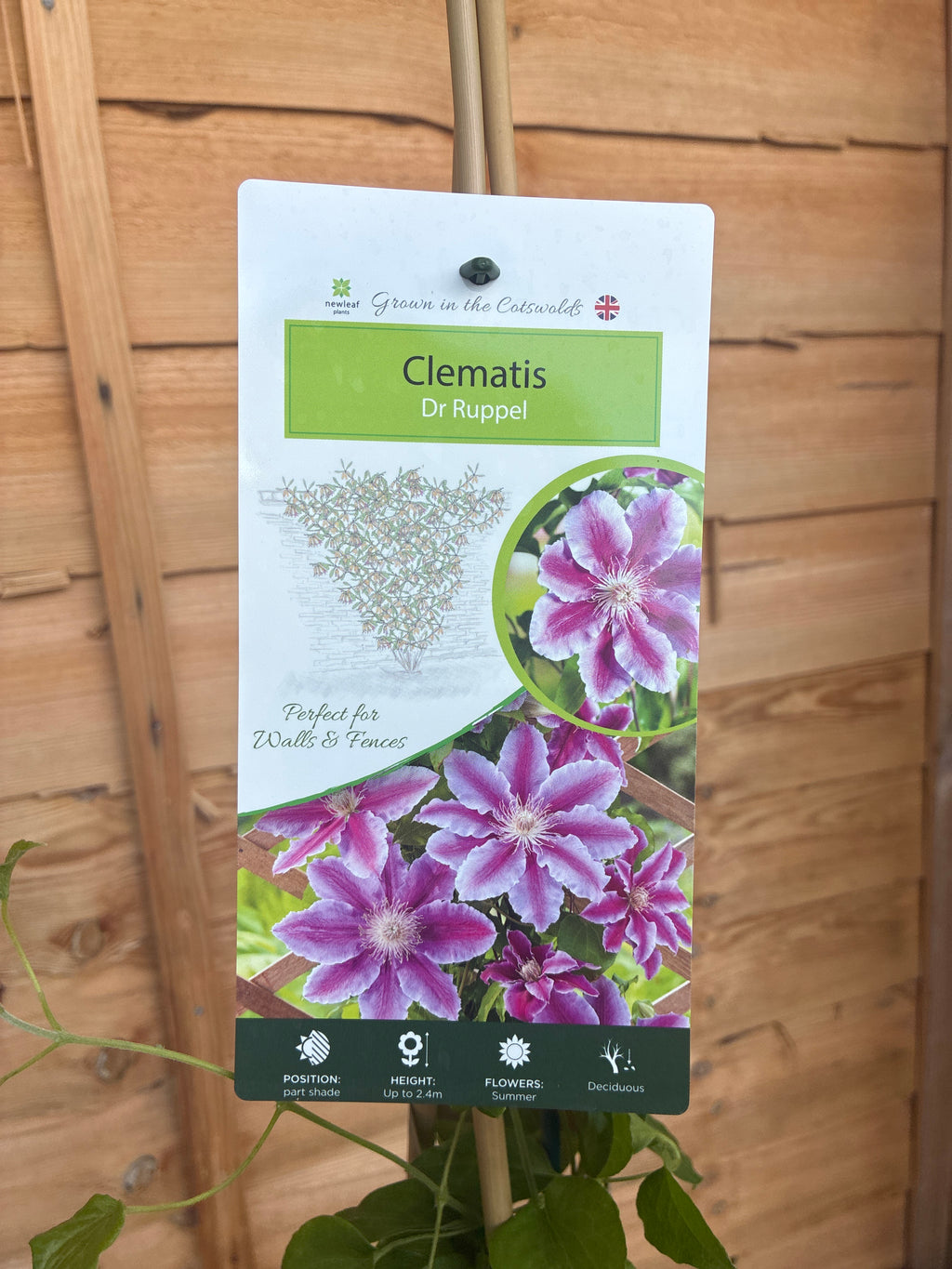 Clematis Dr Ruppel